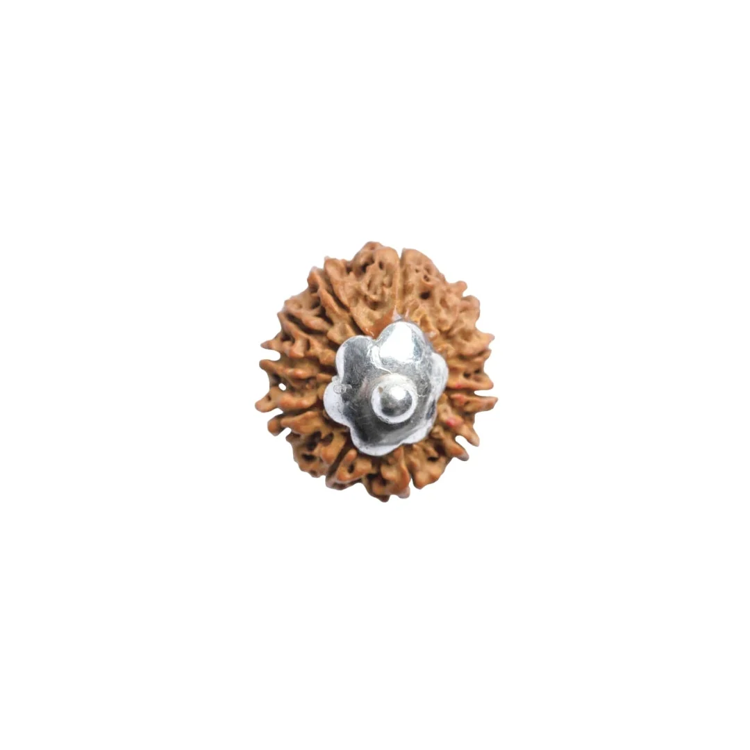 11 Mukhi Rudraksha Silver Capping Pendant ( Nepali ) — Nepal photo 4