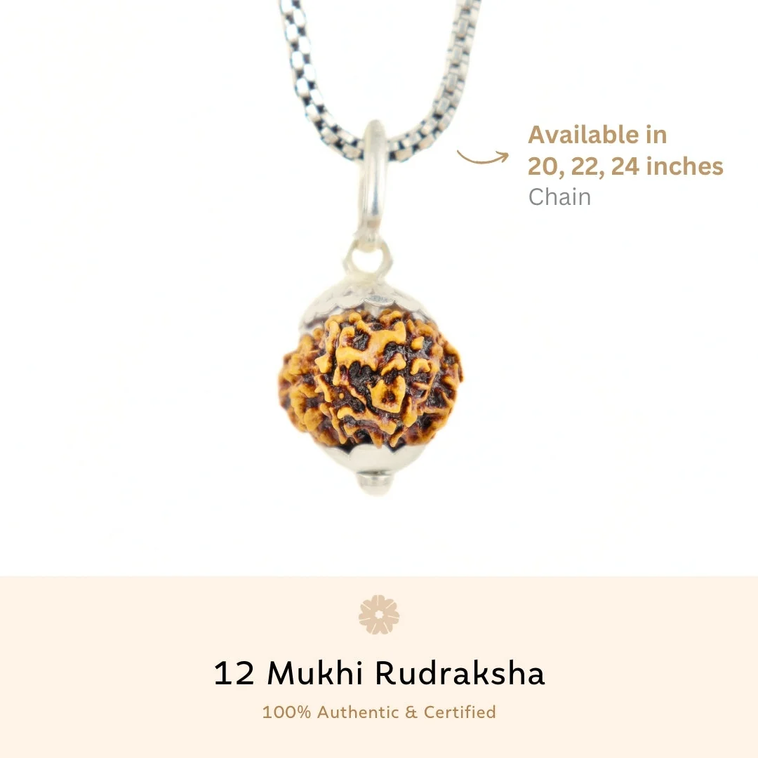 12 Mukhi Rudraksha Silver Capping Pendant ( Nepali ) — Nepal photo 3