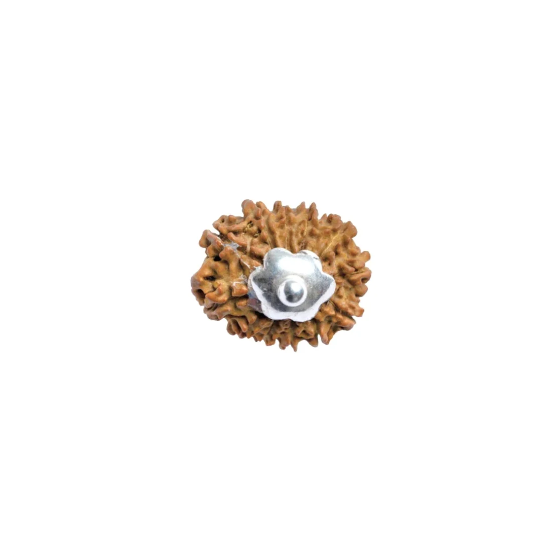 12 Mukhi Rudraksha Silver Capping Pendant ( Nepali ) — Nepal photo 4