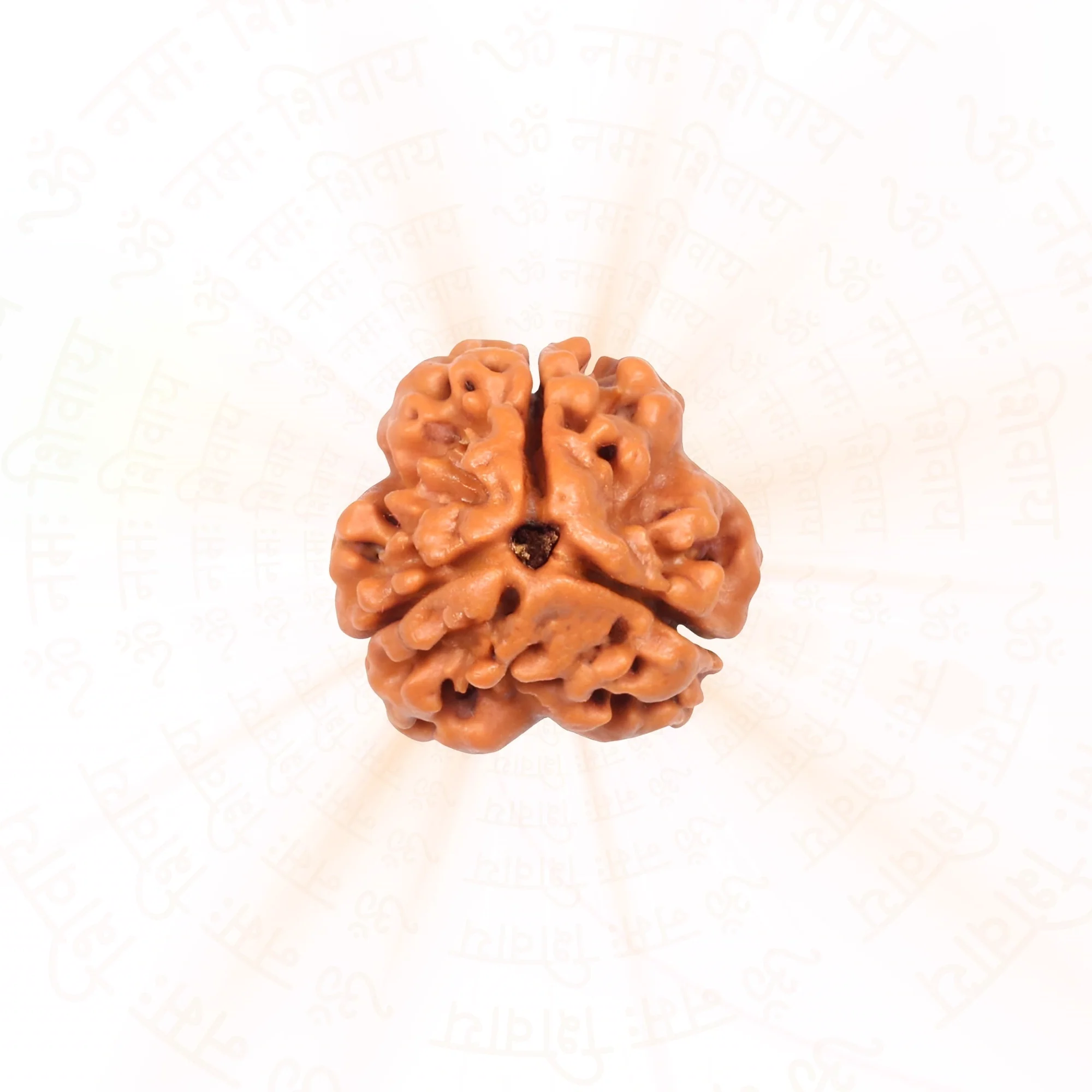 3 Mukhi Rudraksha ( Nepali ) — Nepal photo 2