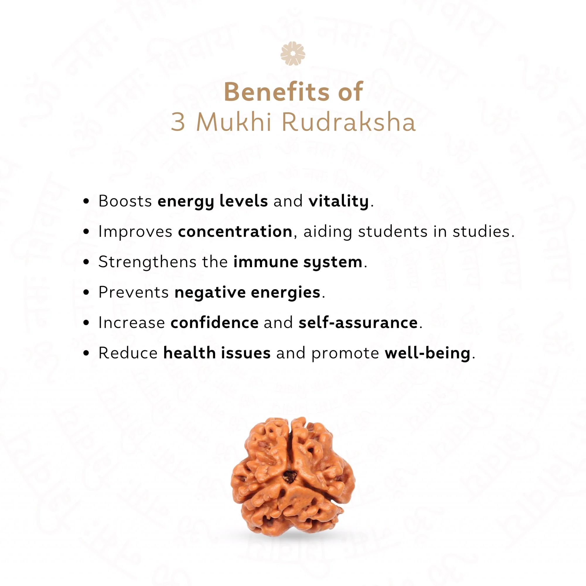 3 Mukhi Rudraksha ( Nepali ) — Nepal photo 3