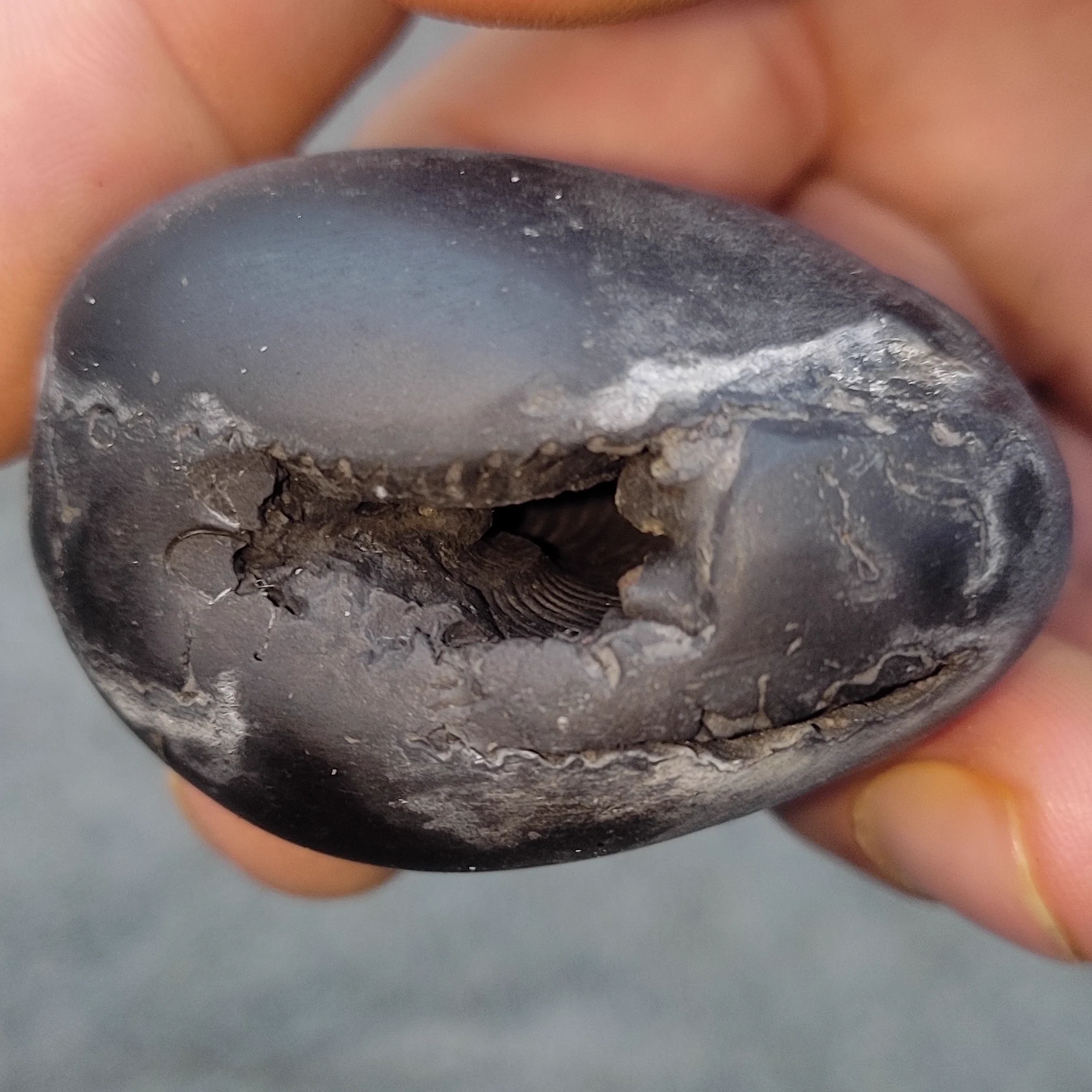 Damodar Shaligram Shila — view 2