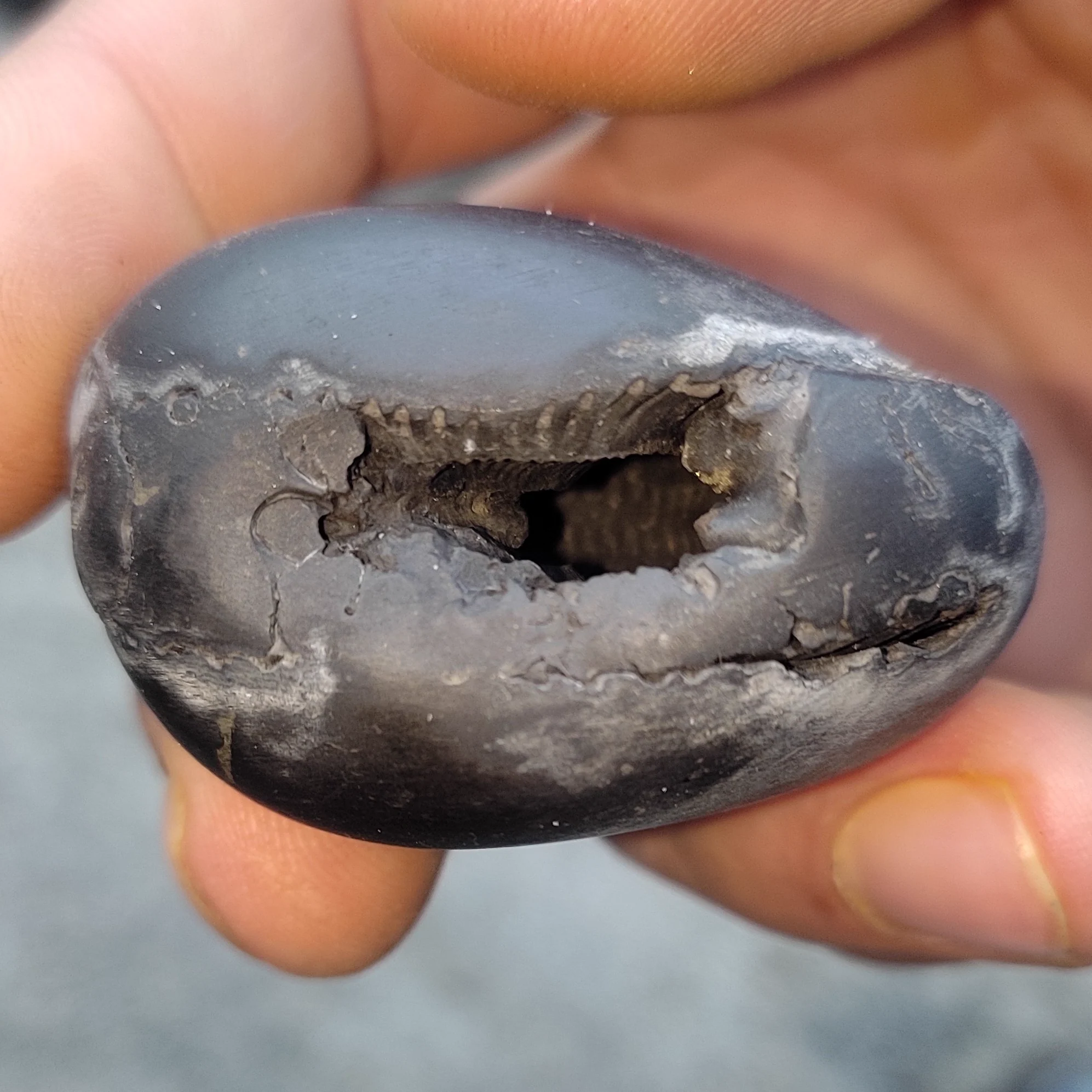 Damodar Shaligram Shila — view 3