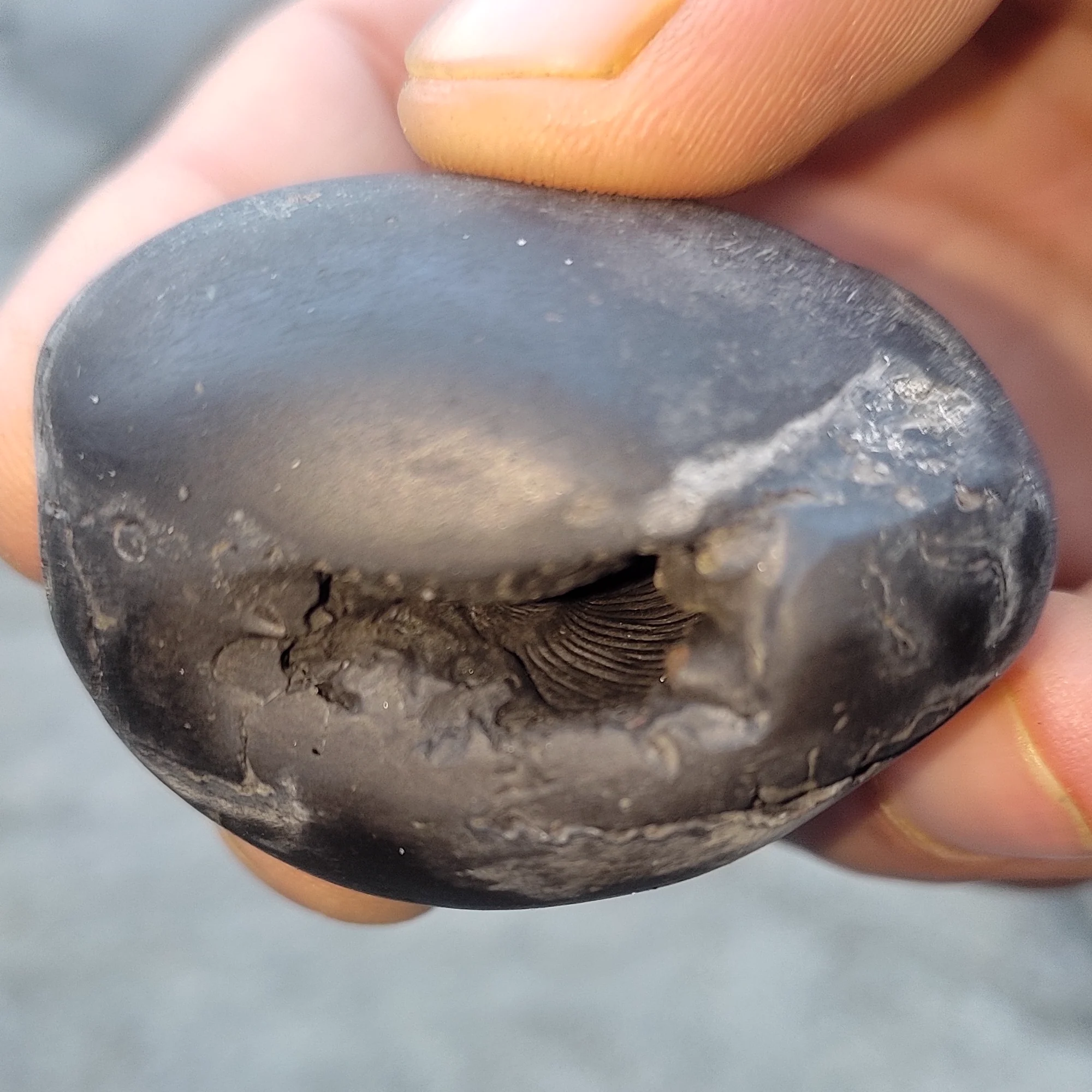 Damodar Shaligram Shila — view 4