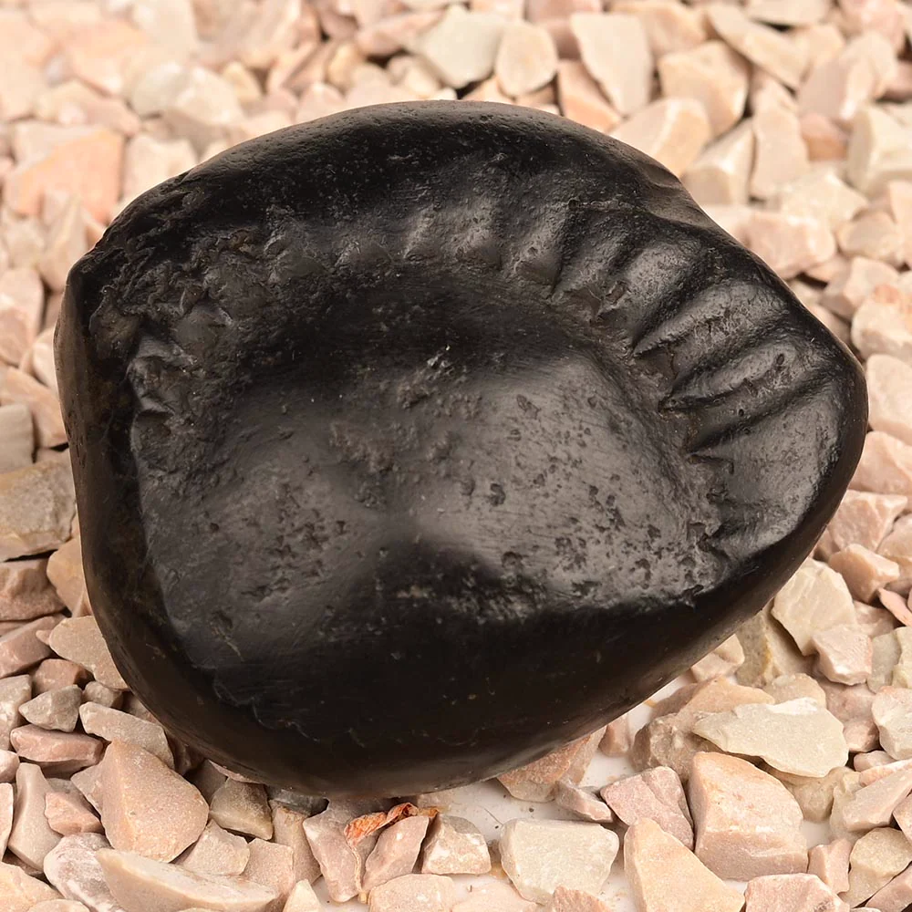Surya Laxmi Shaligram Shila — 85 g