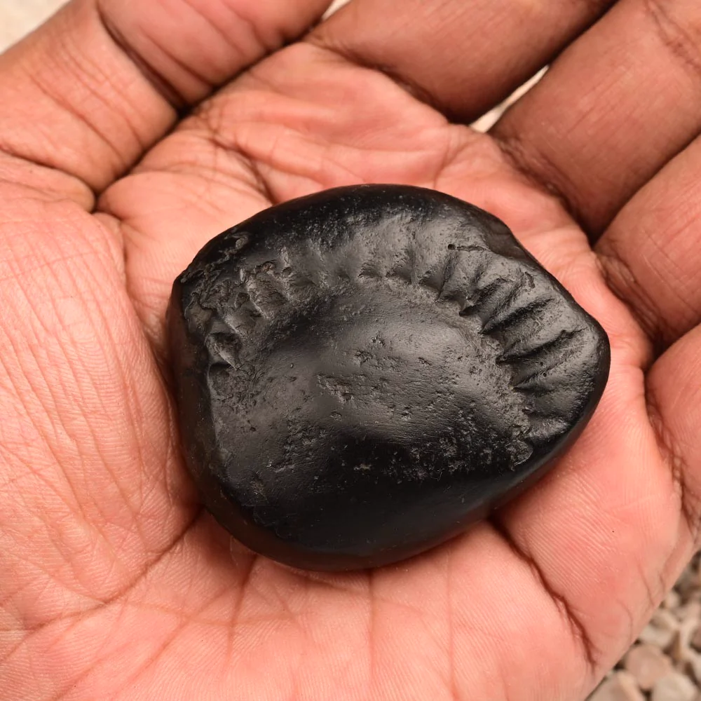 Surya Laxmi Shaligram Shila — 85 g — view 5