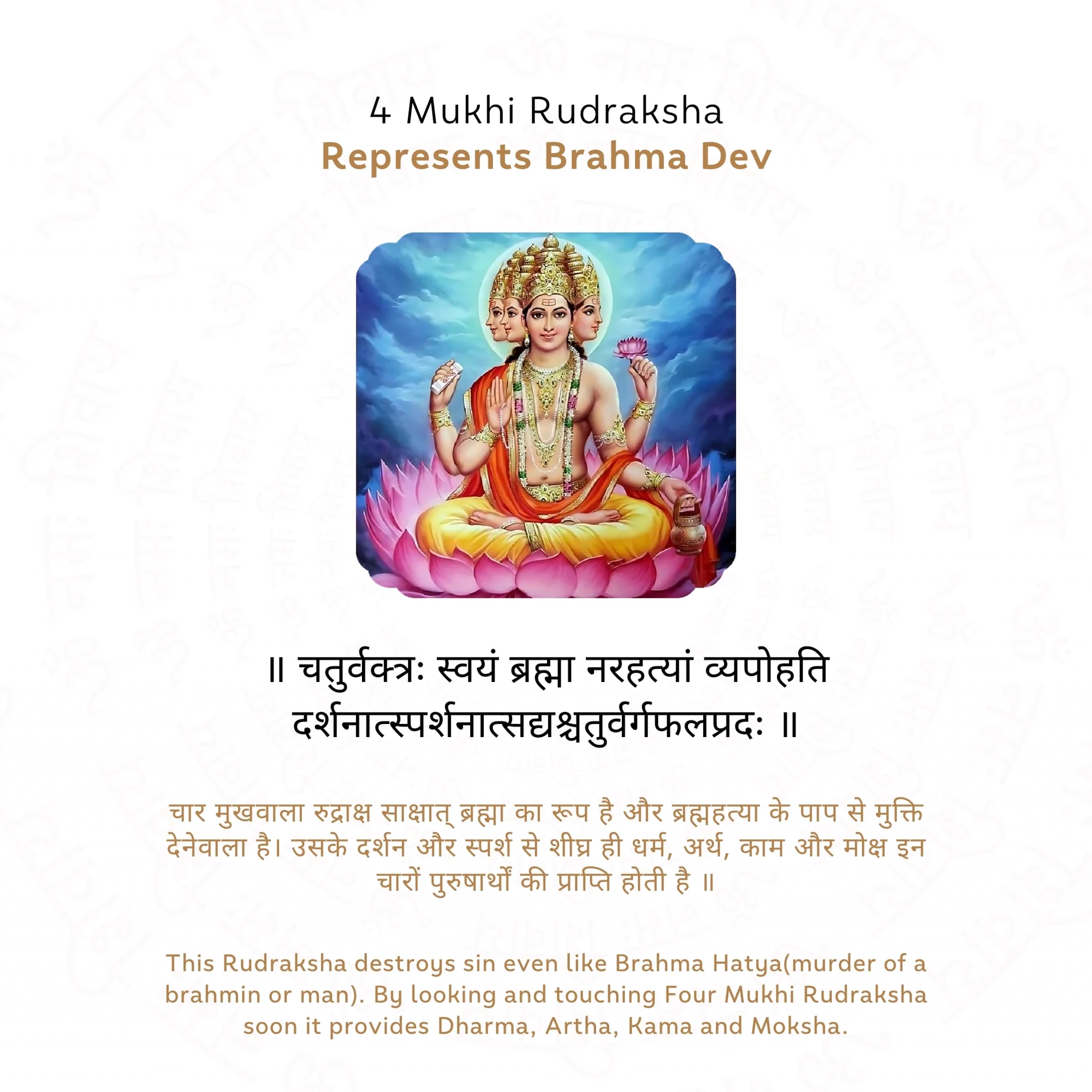4 Mukhi Rudraksha ( Nepali ) — Nepal photo 4