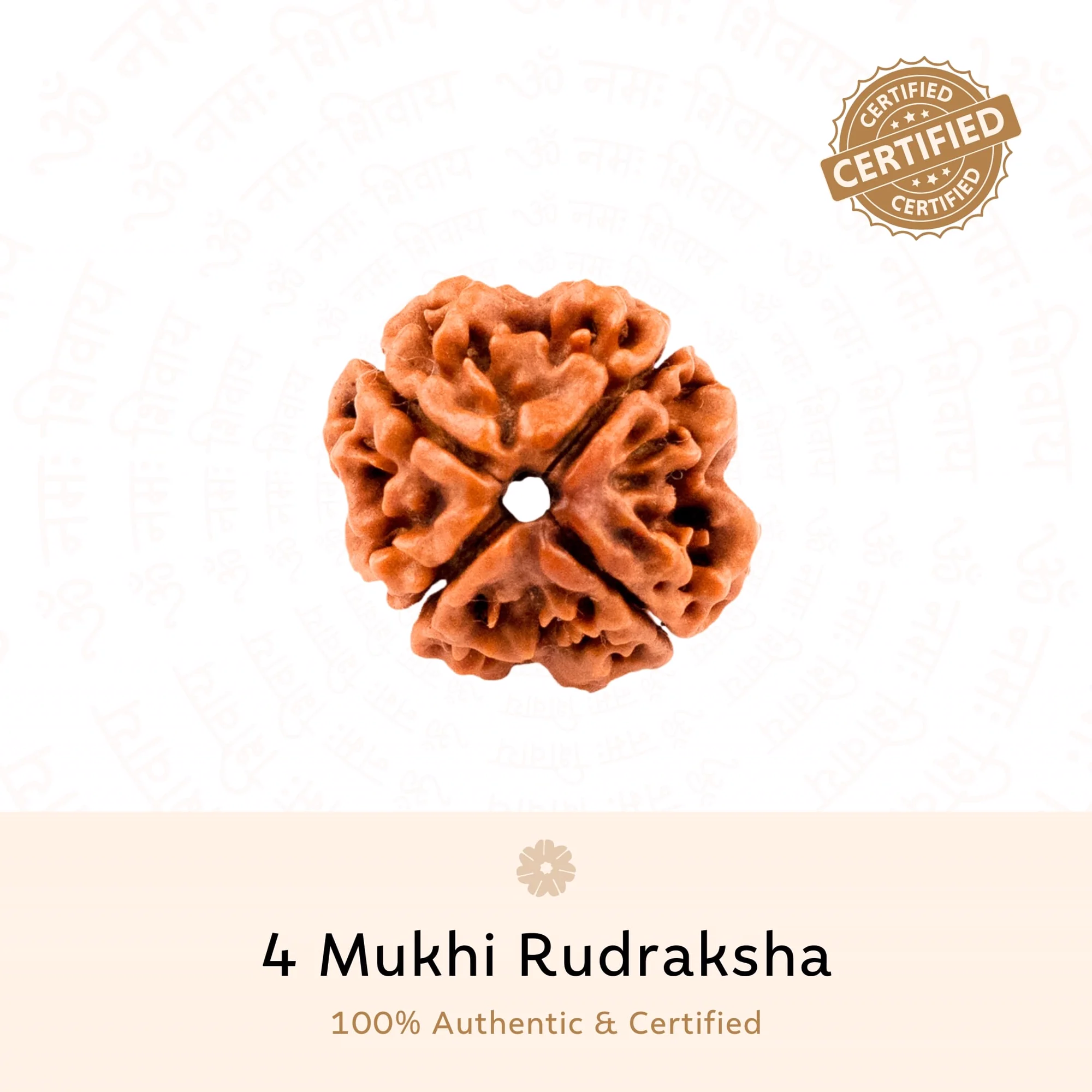 4 Mukhi Rudraksha ( Nepali )