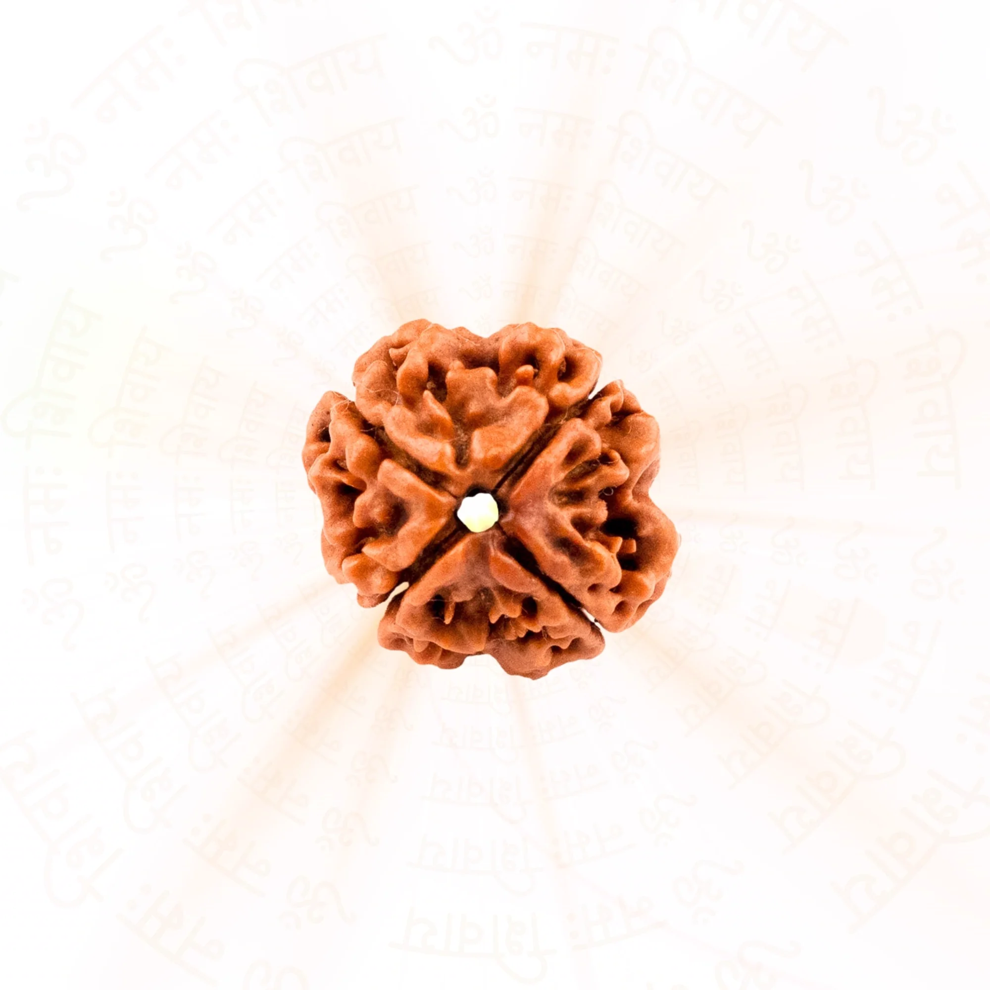 4 Mukhi Rudraksha ( Nepali ) — Nepal photo 2