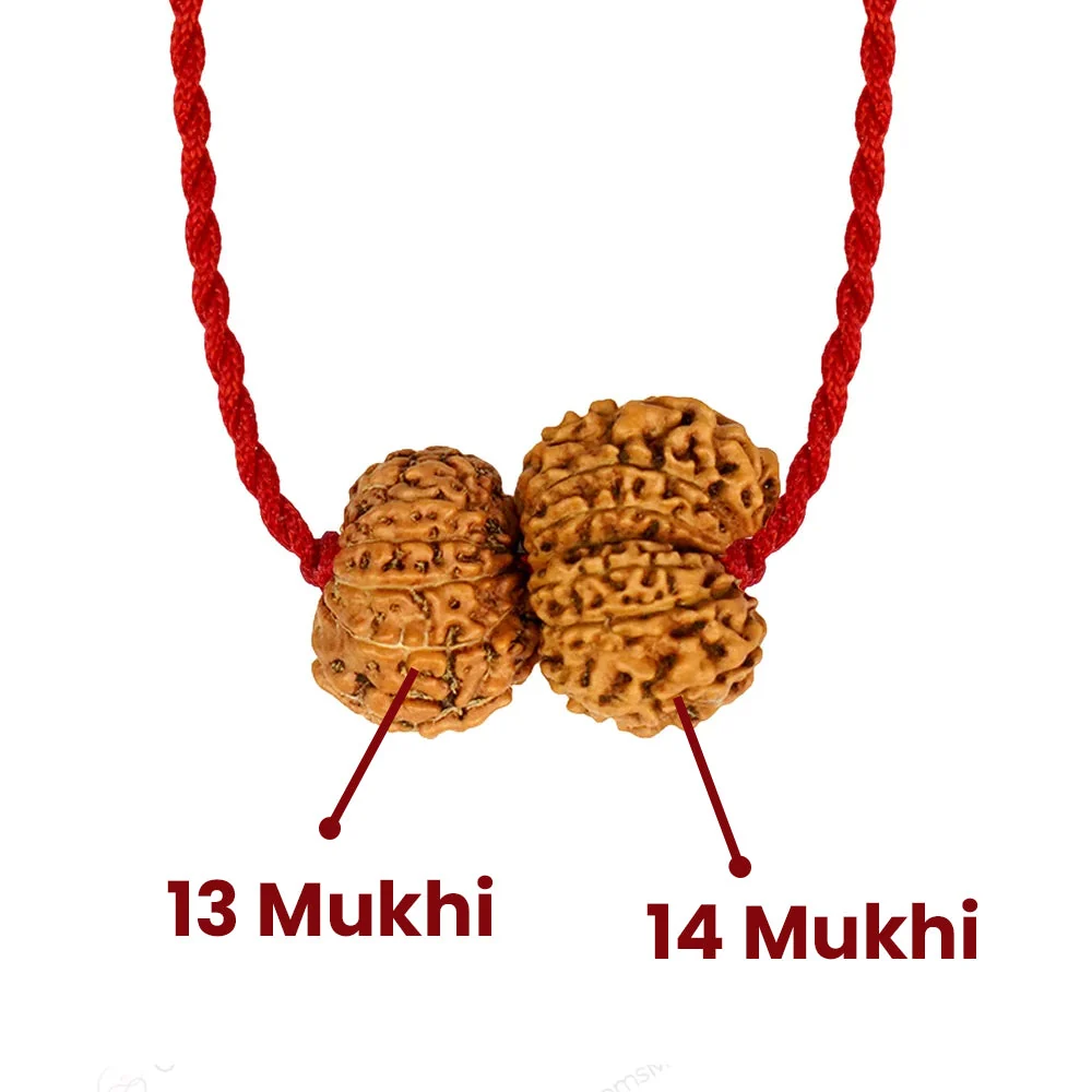 Shukra-Shani Vyapar Rajyog Kavach – 13 & 14 Mukhi Rudraksha — Nepal photo 3