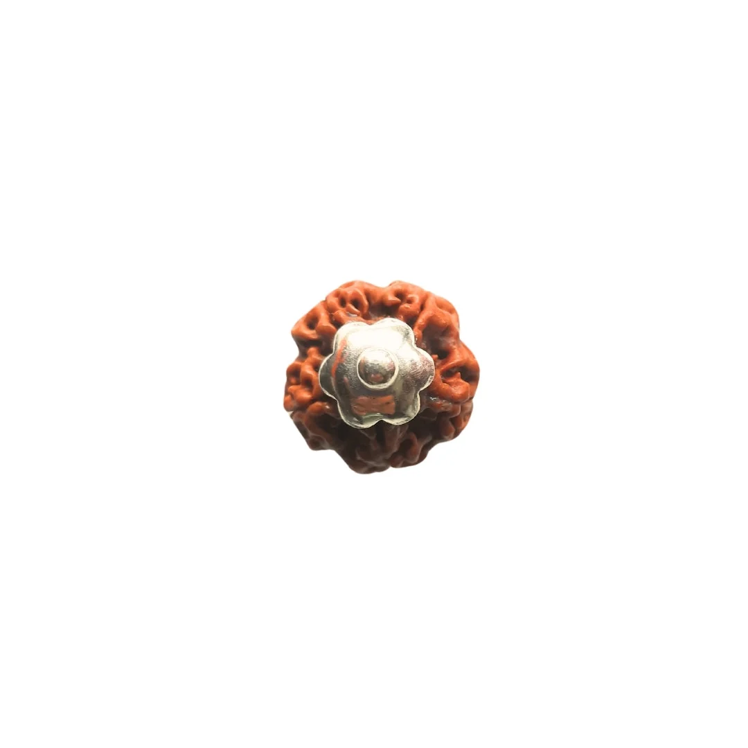 5 Mukhi Rudraksha Silver Capping Pendant ( Nepali ) — Nepal photo 4