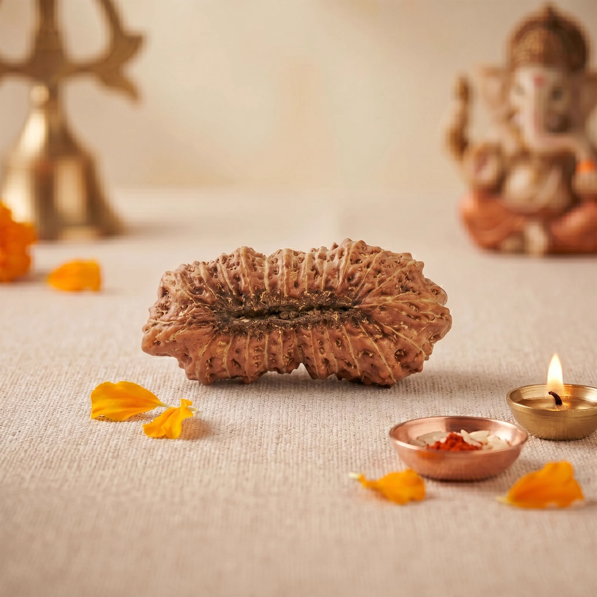 24 Mukhi Rudraksha – Original Indonesian (Java) Collector Bead — Indonesia photo 4