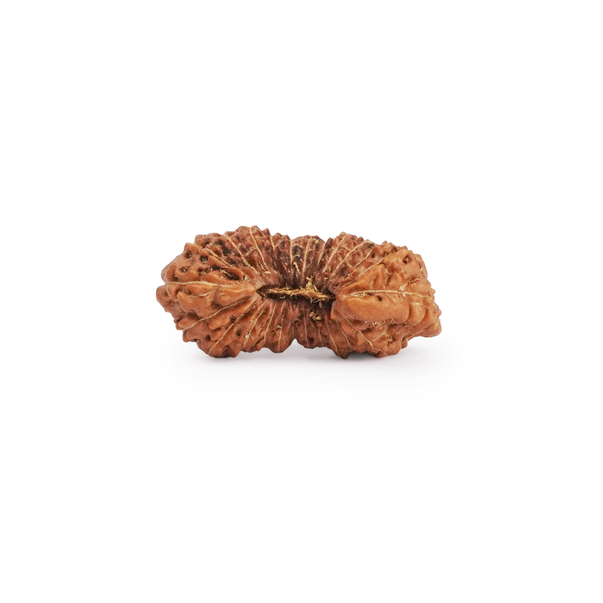 24 Mukhi Rudraksha – Original Indonesian (Java) Collector Bead — Indonesia photo 2