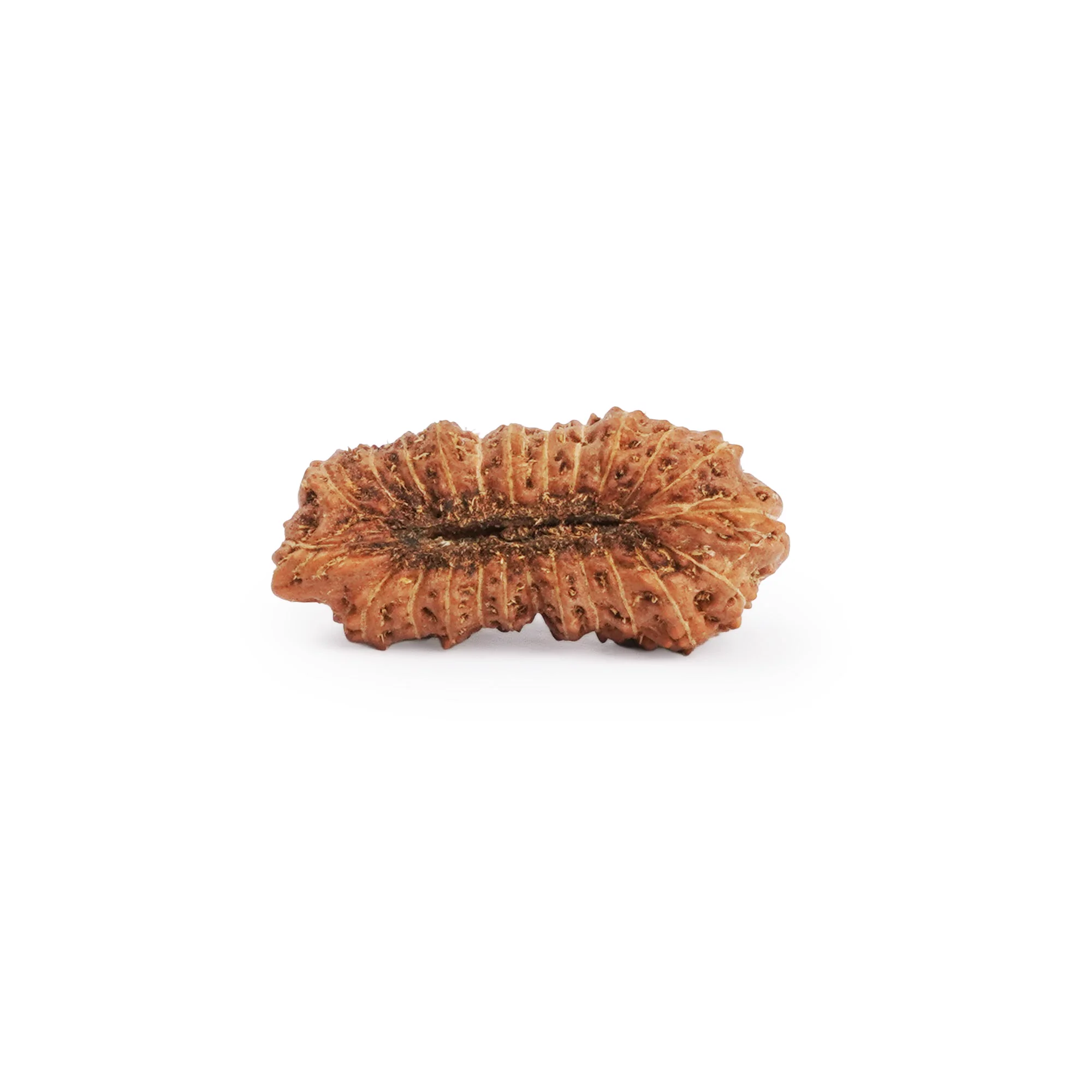 24 Mukhi Rudraksha – Original Indonesian (Java) Collector Bead