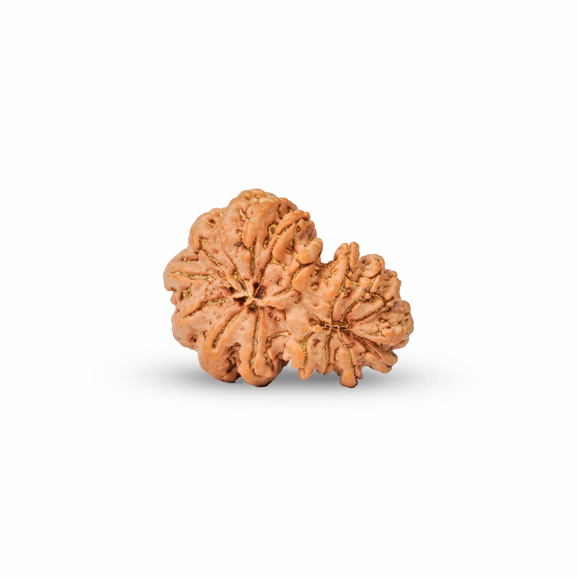 17 Mukhi Gauri Shankar Rudraksha – Original Nepali Collector Bead — Nepal photo 4