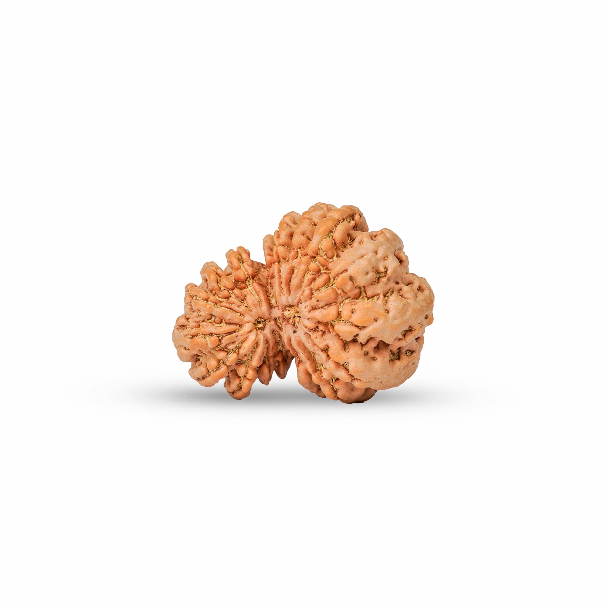 17 Mukhi Gauri Shankar Rudraksha – Original Nepali Collector Bead — Nepal photo 3
