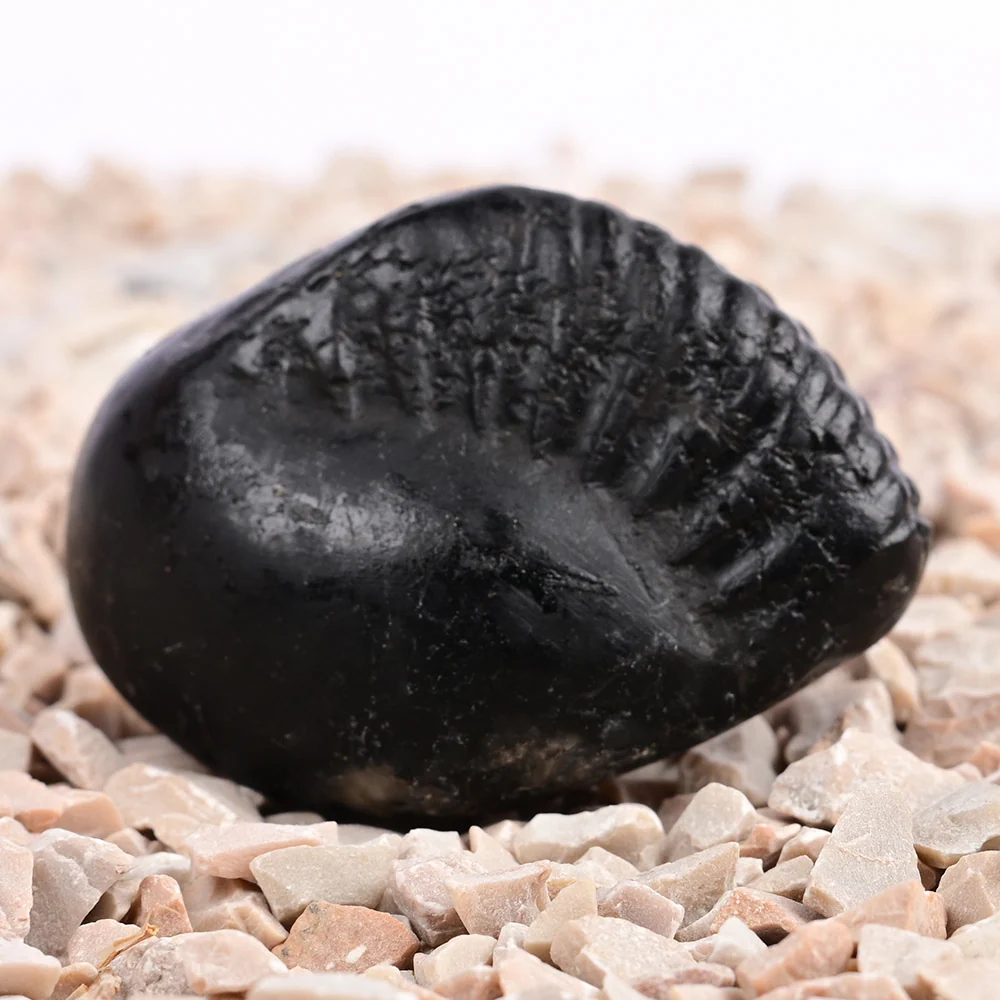 Crystal Kalpavriksha Krishna Laxmi Shaligram Shila — view 4