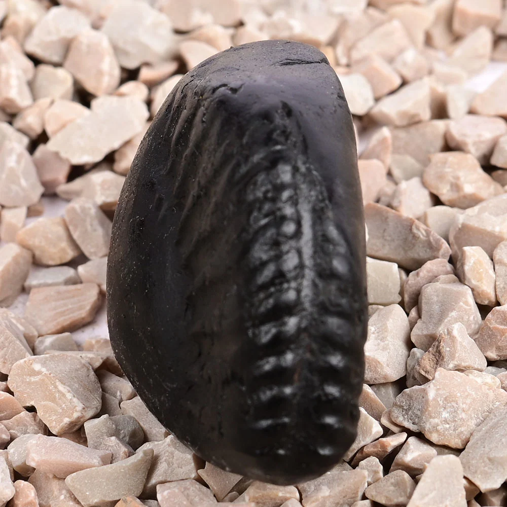 Crystal Kalpavriksha Krishna Laxmi Shaligram Shila — view 5