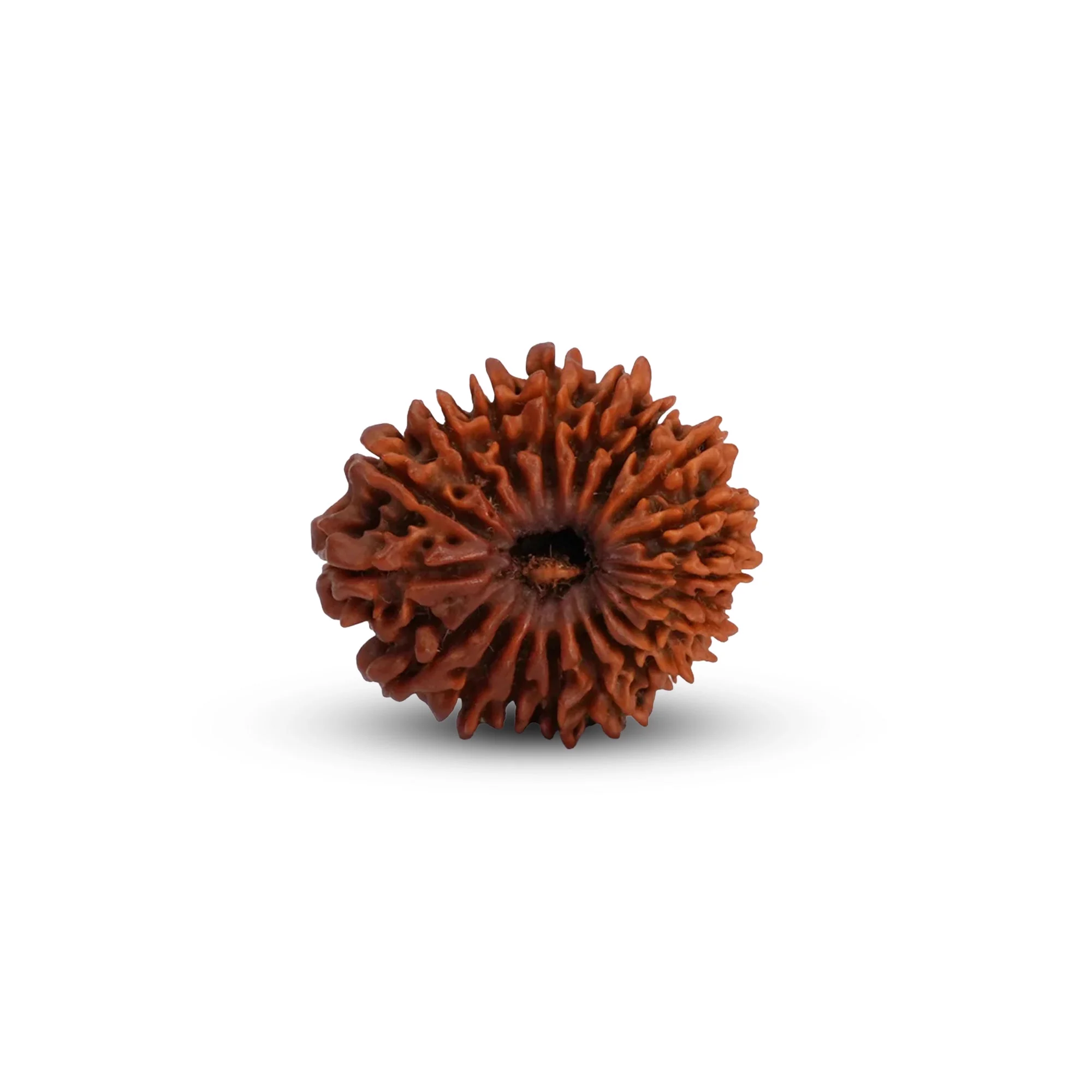 18 Mukhi Rudraksha – Original Nepali Collector Bead