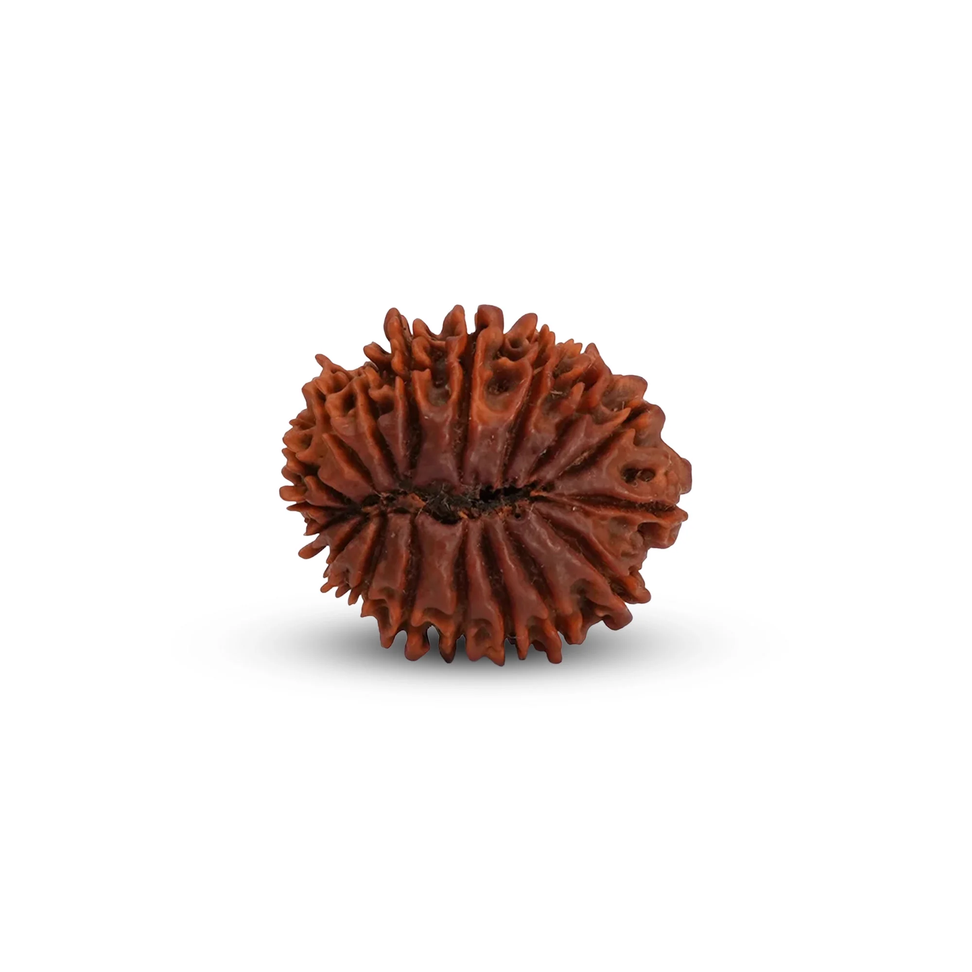 18 Mukhi Rudraksha – Original Nepali Collector Bead — Nepal photo 2