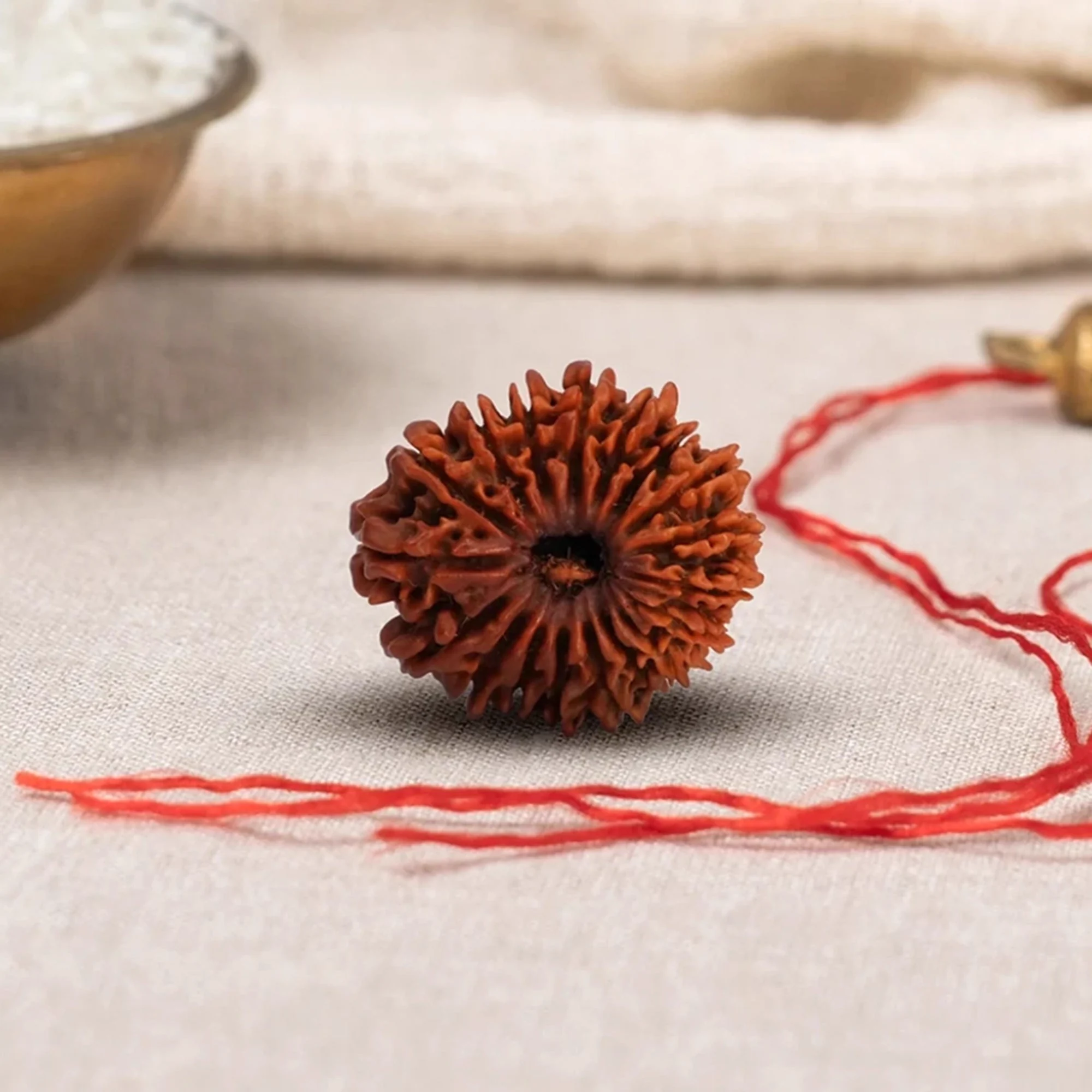 18 Mukhi Rudraksha – Original Nepali Collector Bead — Nepal photo 3