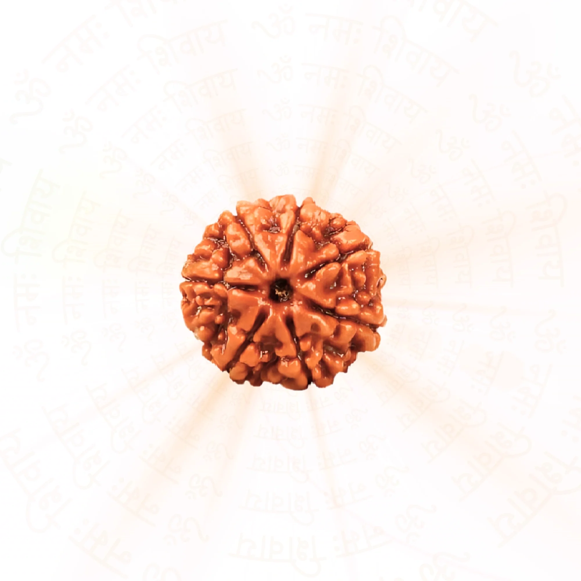 7 Mukhi Rudraksha ( Nepali ) — Nepal photo 2