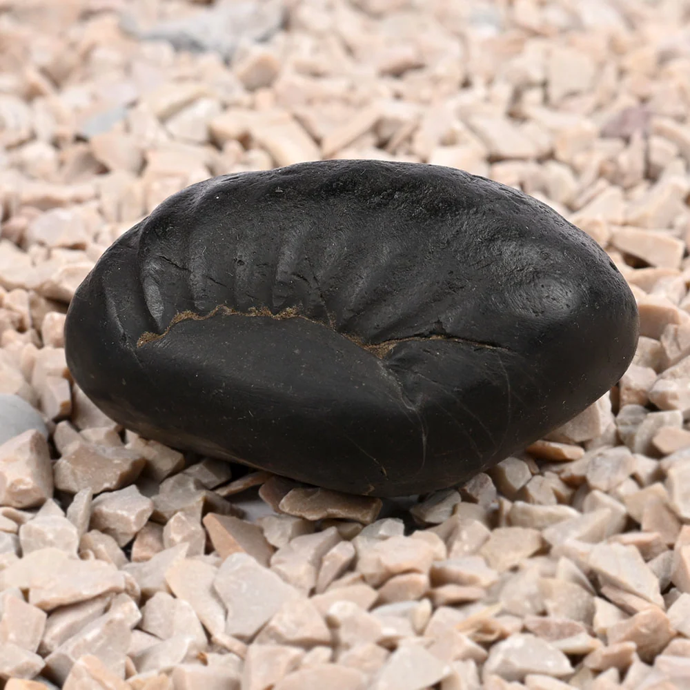 Laxmi Kuber Shaligram Shila — 89 g