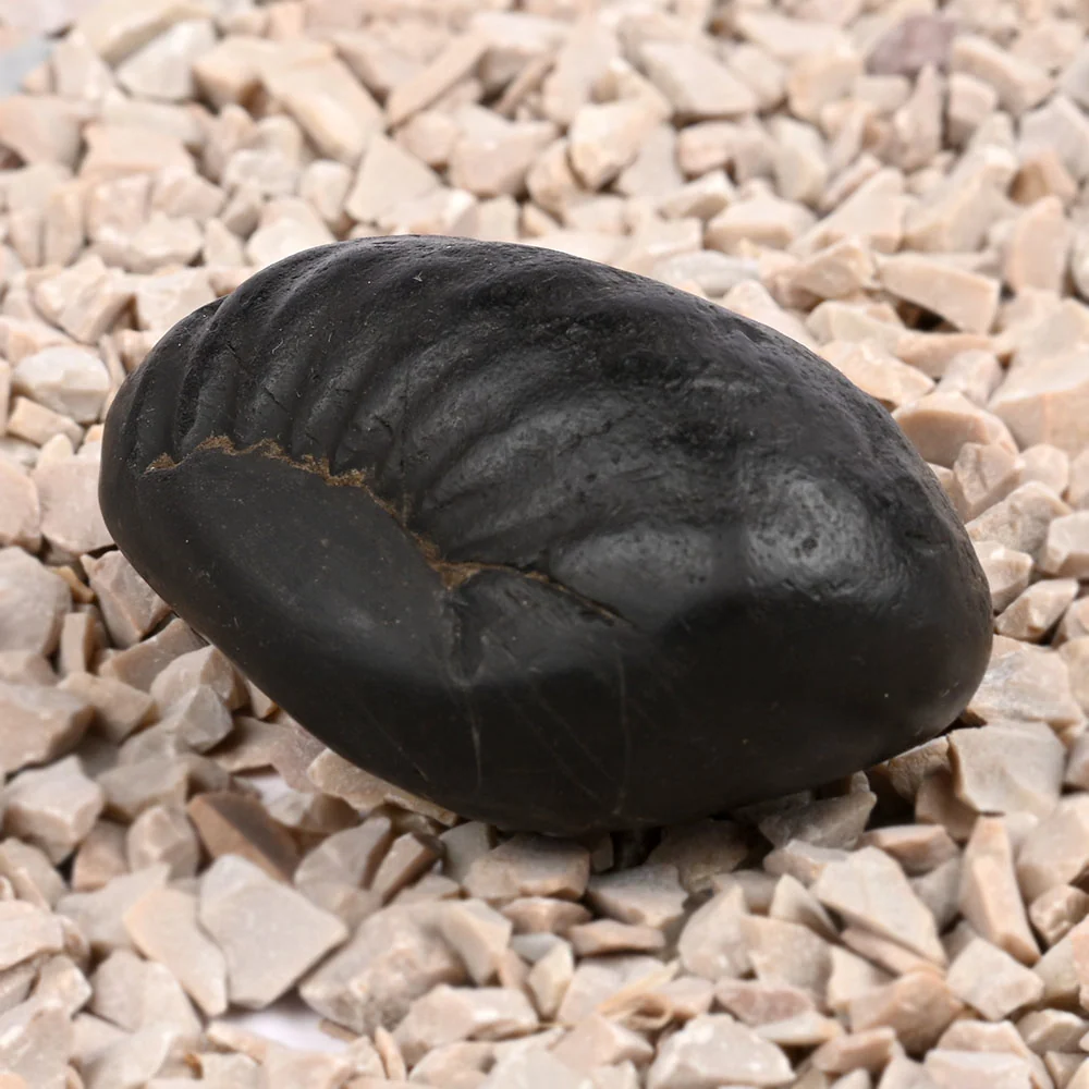 Laxmi Kuber Shaligram Shila — 89 g — view 2