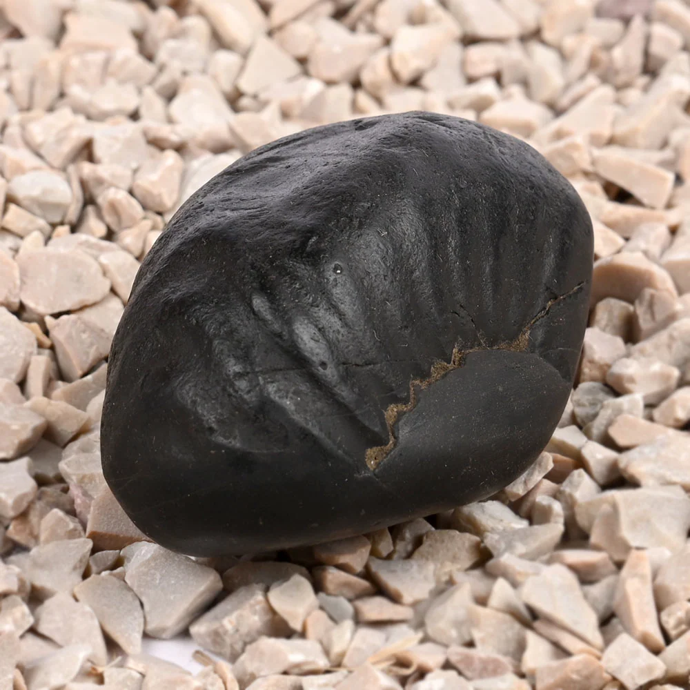 Laxmi Kuber Shaligram Shila — 89 g — view 3
