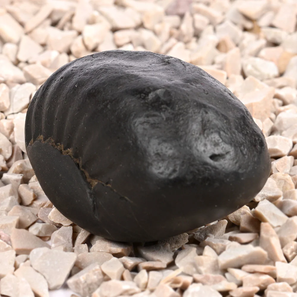 Laxmi Kuber Shaligram Shila — 89 g — view 4