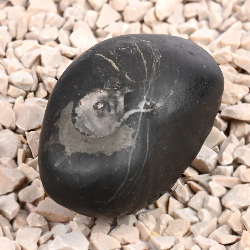 Laxmi Kuber Shaligram Shila — 89 g — view 7