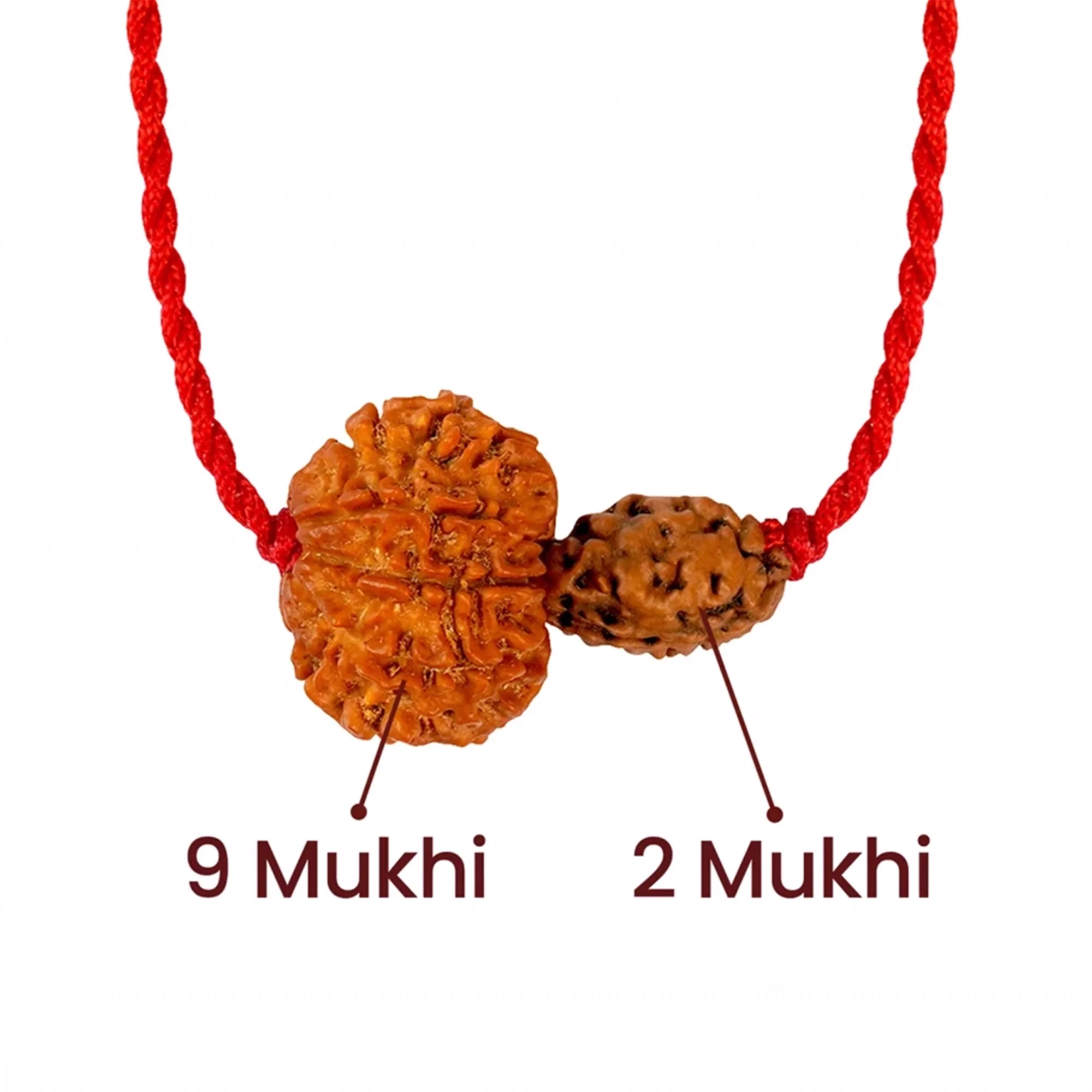 Chandra-Ketu Kavach – 2 & 9 Mukhi Nepali Rudraksha — Nepal photo 2