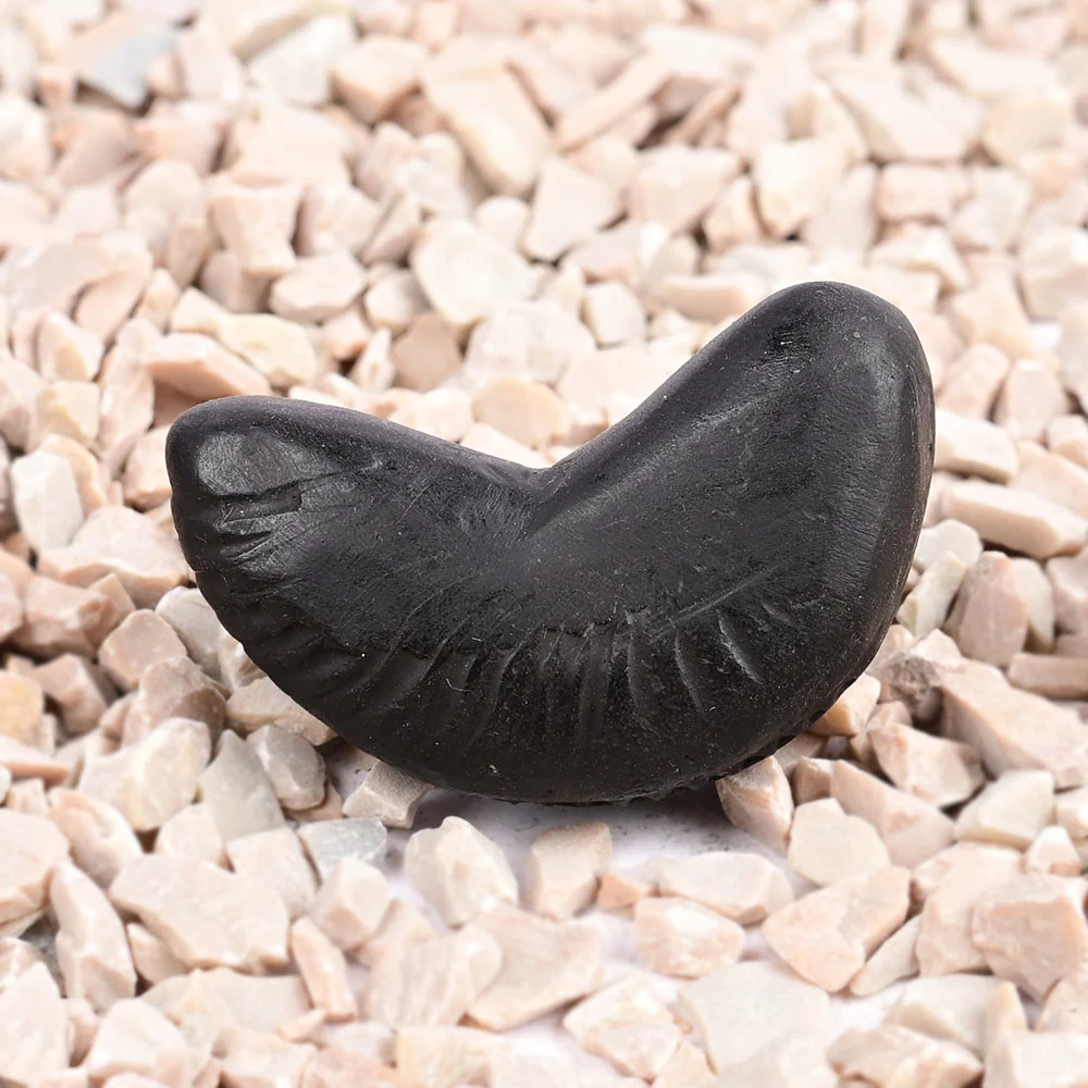 Chandrika Laxmi Shaligram Shila