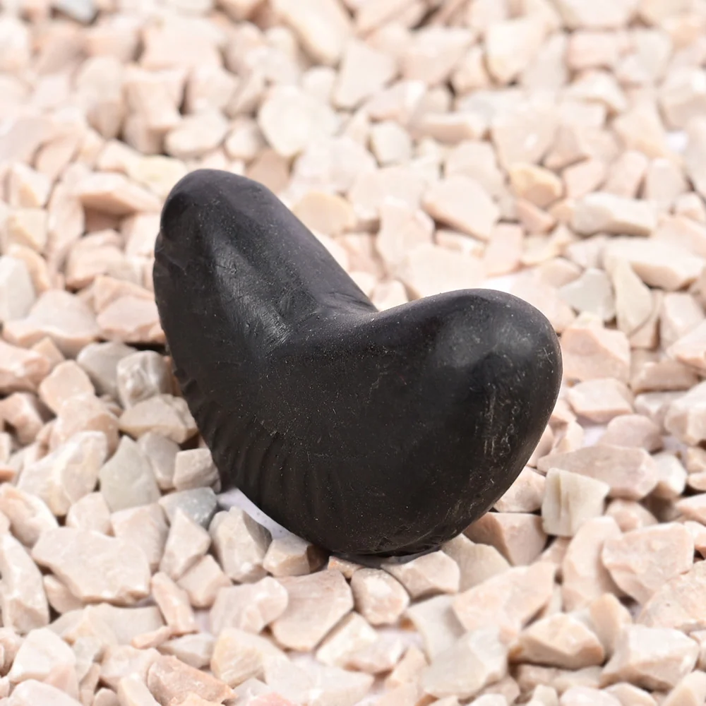 Chandrika Laxmi Shaligram Shila — view 2