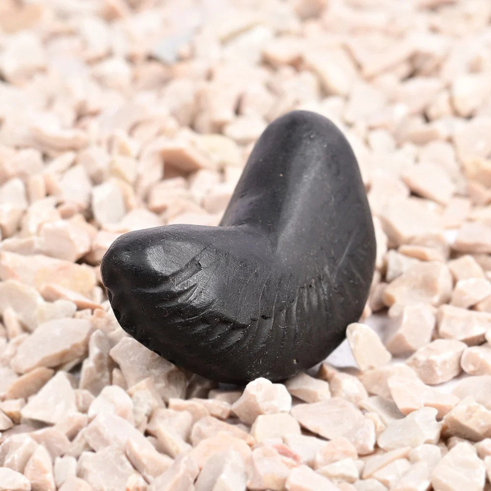 Chandrika Laxmi Shaligram Shila — view 3