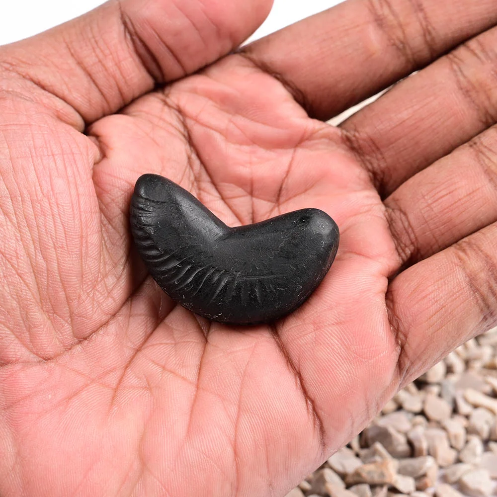 Chandrika Laxmi Shaligram Shila — view 5