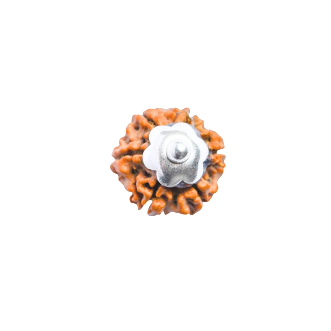 6 Mukhi Rudraksha Silver Capping Pendant ( Nepali ) — Nepal photo 4
