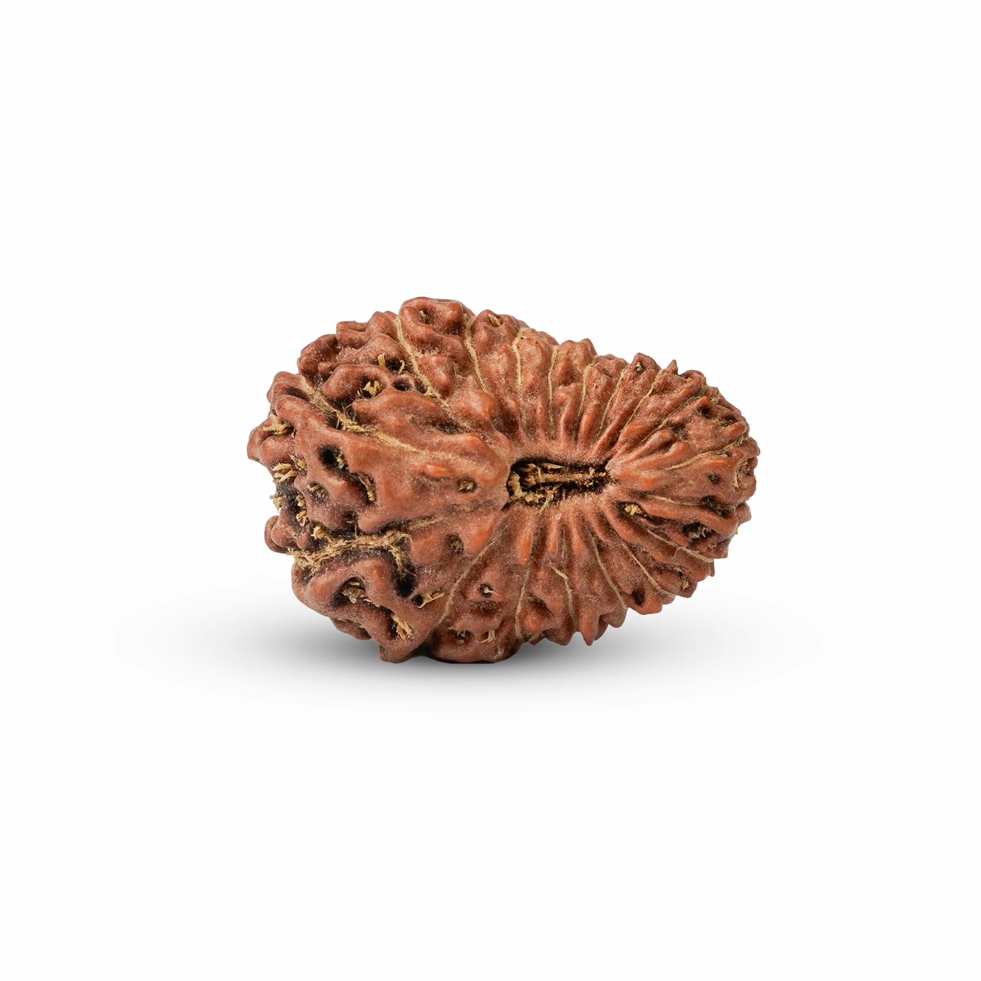 18 Mukhi Rudraksha – Original Indonesian (Java) Collector Bead — Indonesia photo 4