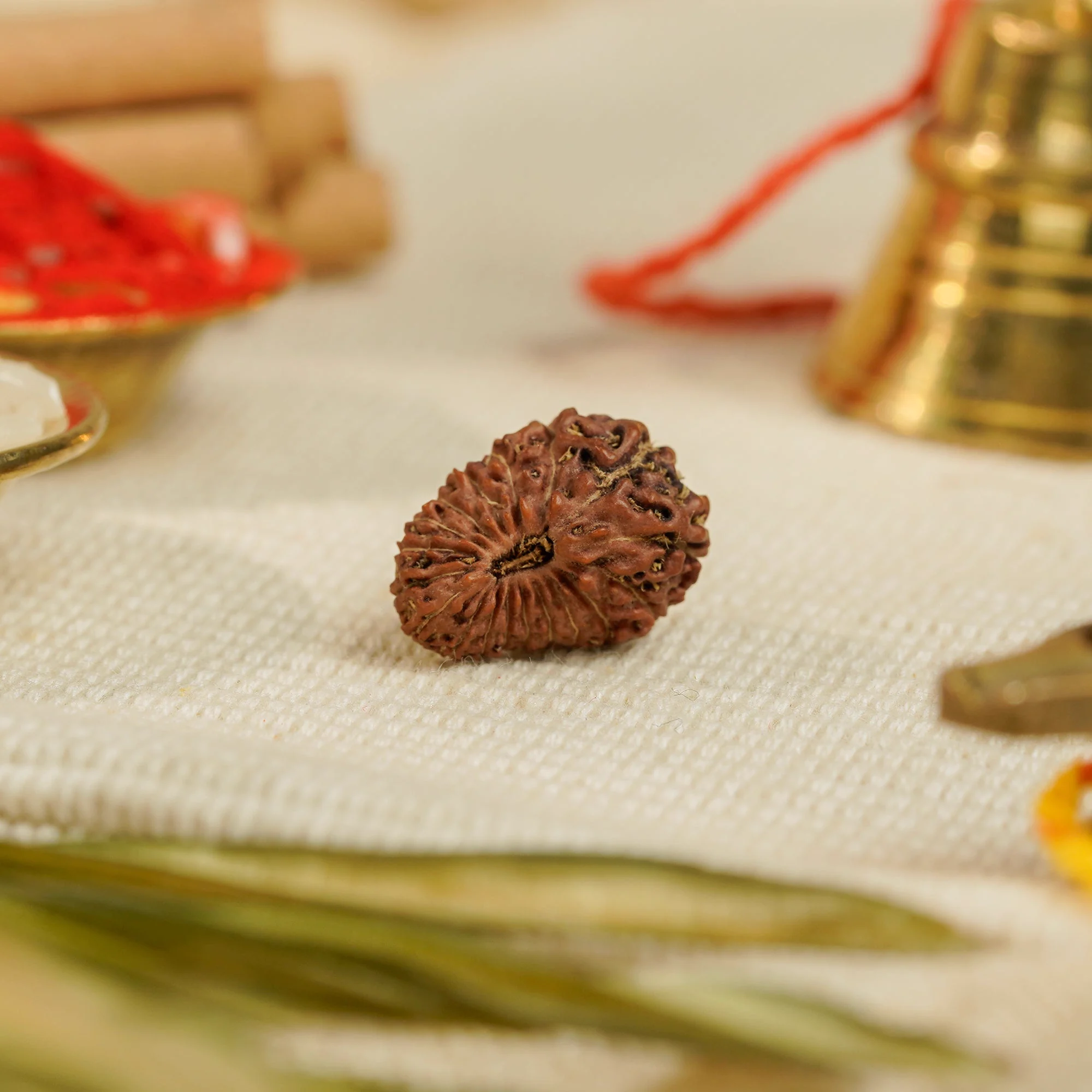 18 Mukhi Rudraksha – Original Indonesian (Java) Collector Bead