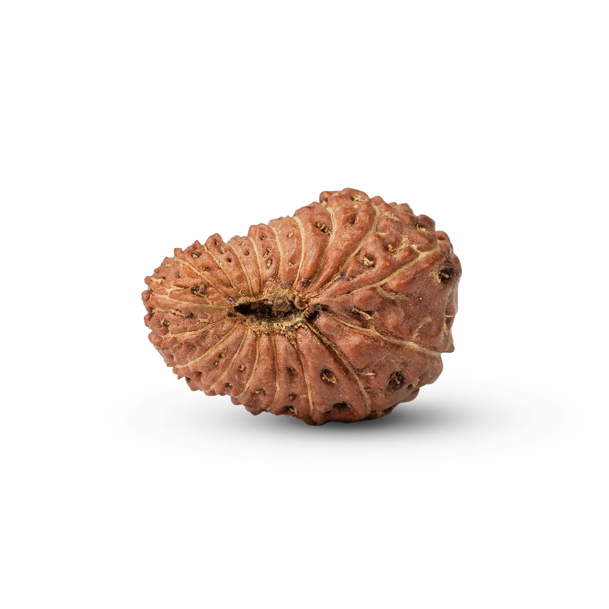 18 Mukhi Rudraksha – Original Indonesian (Java) Collector Bead — Indonesia photo 3