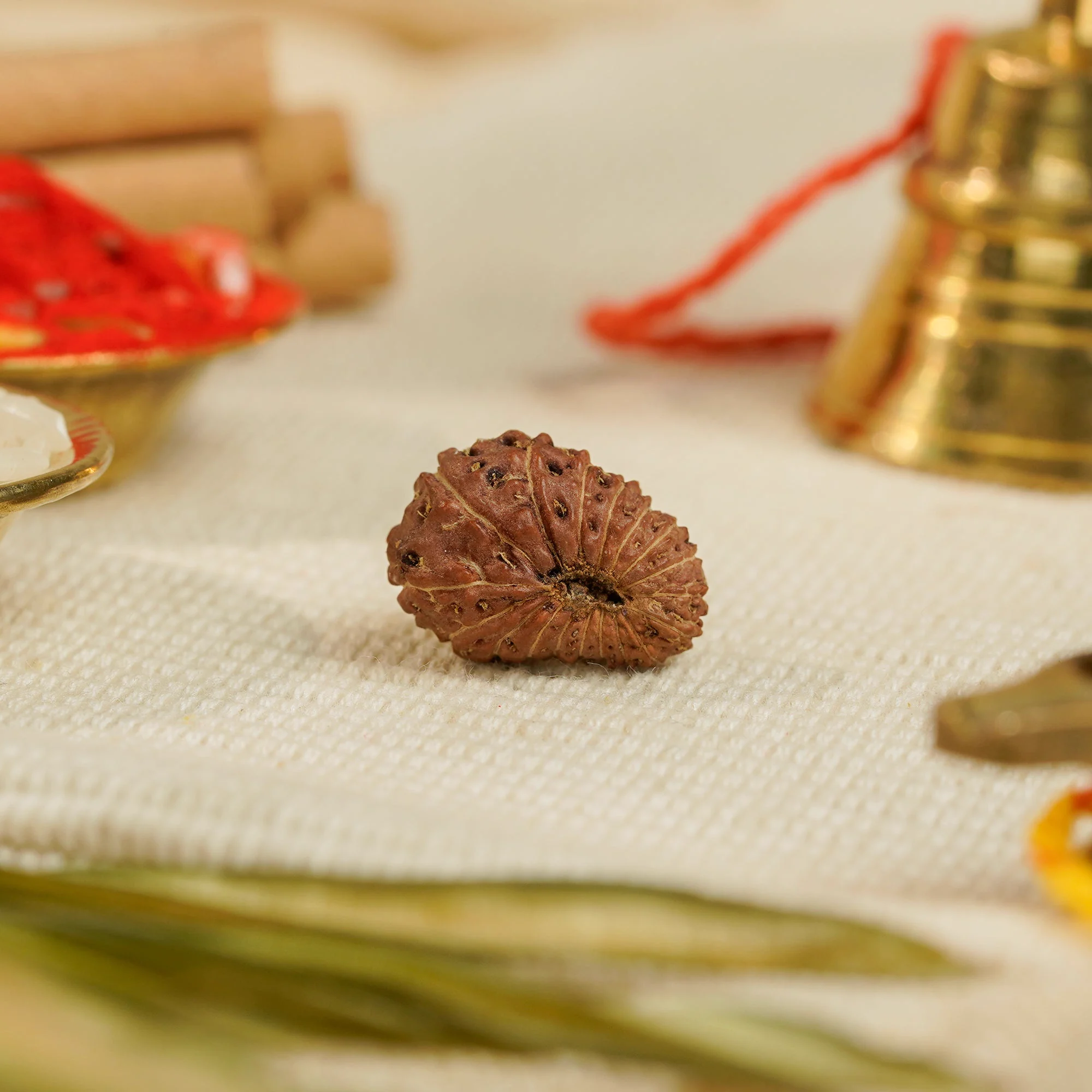 18 Mukhi Rudraksha – Original Indonesian (Java) Collector Bead — Indonesia photo 2