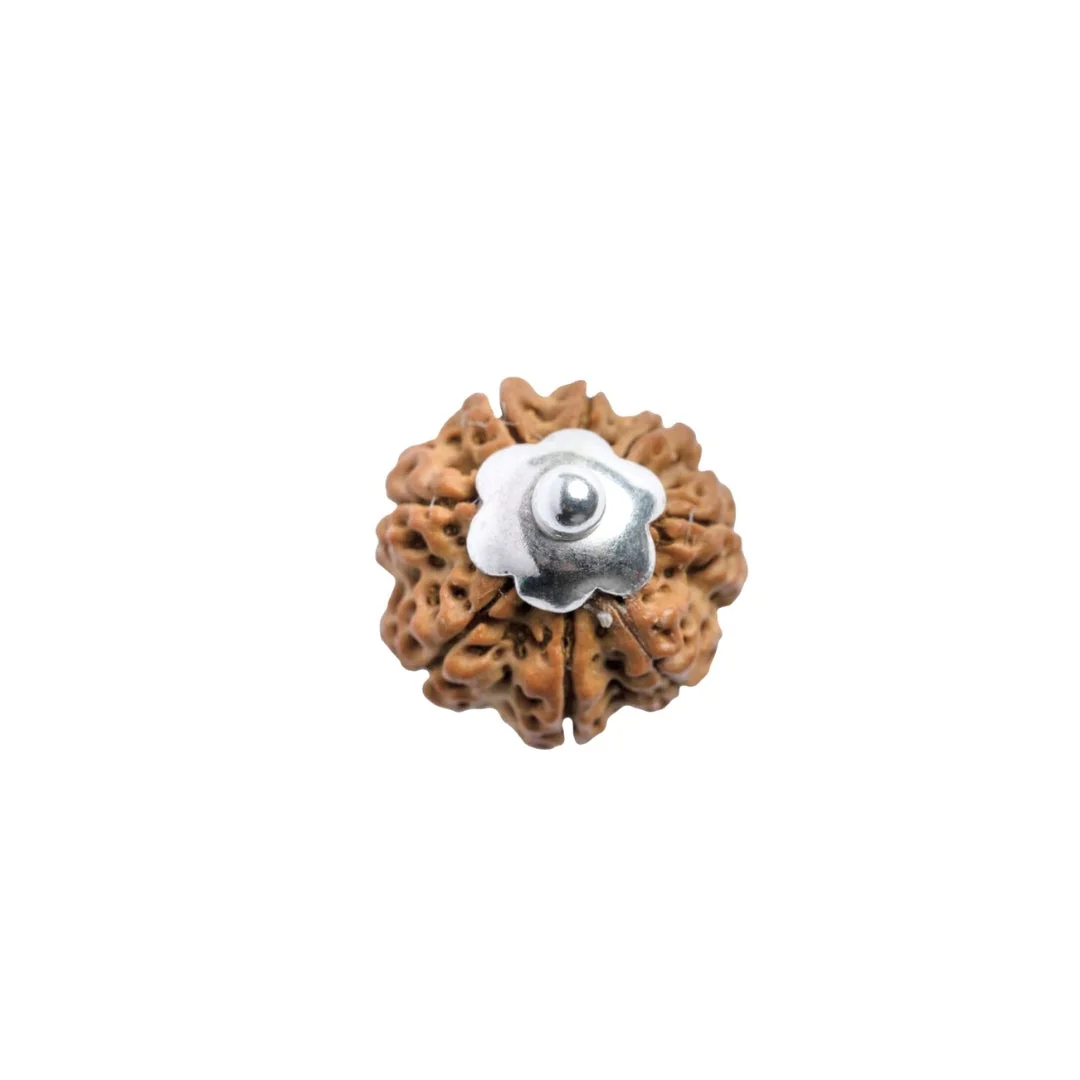8 Mukhi Rudraksha Silver Capping Pendant ( Nepali ) — view 4