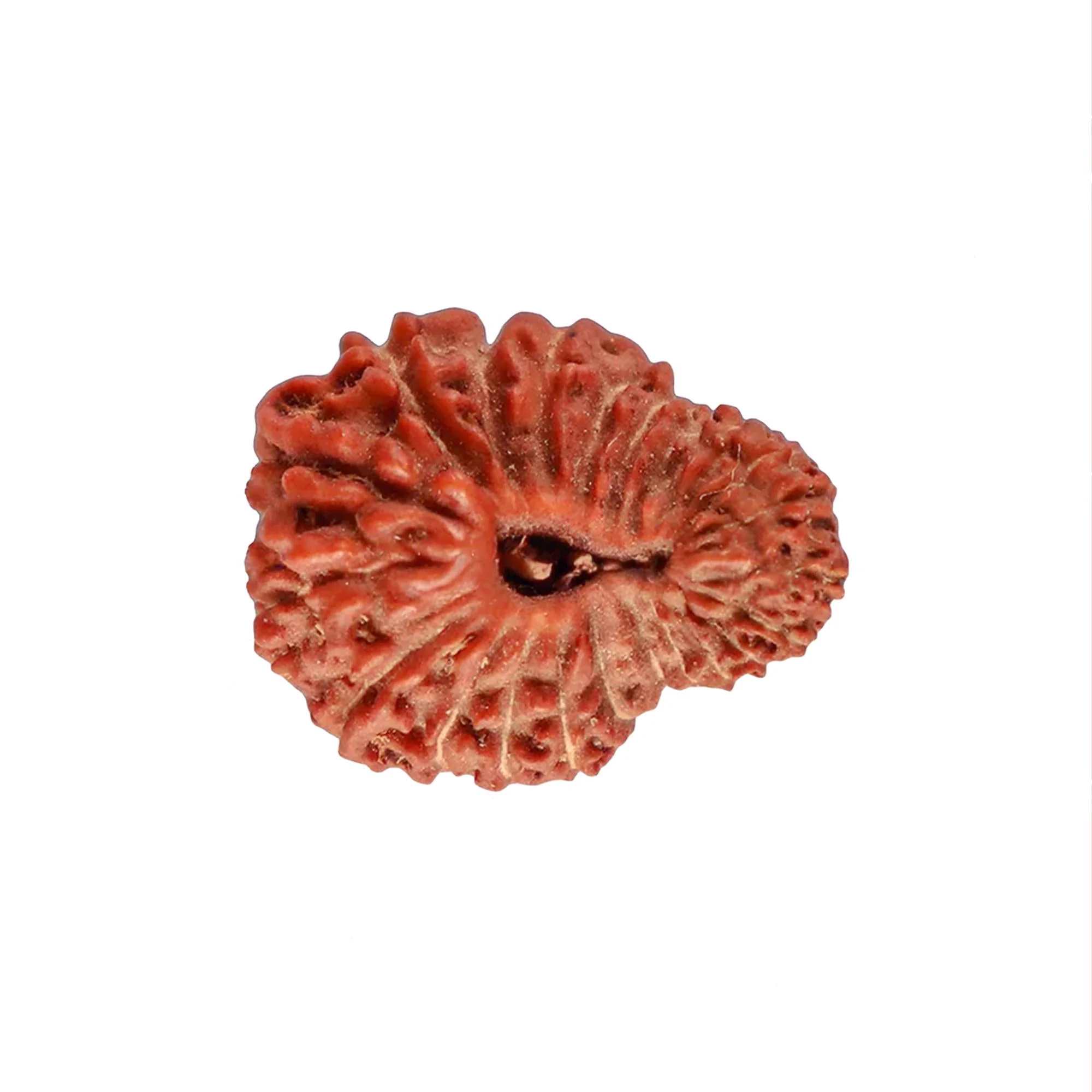 22 Mukhi Rudraksha – Original Indonesian (Java) Collector Bead — Indonesia photo 2