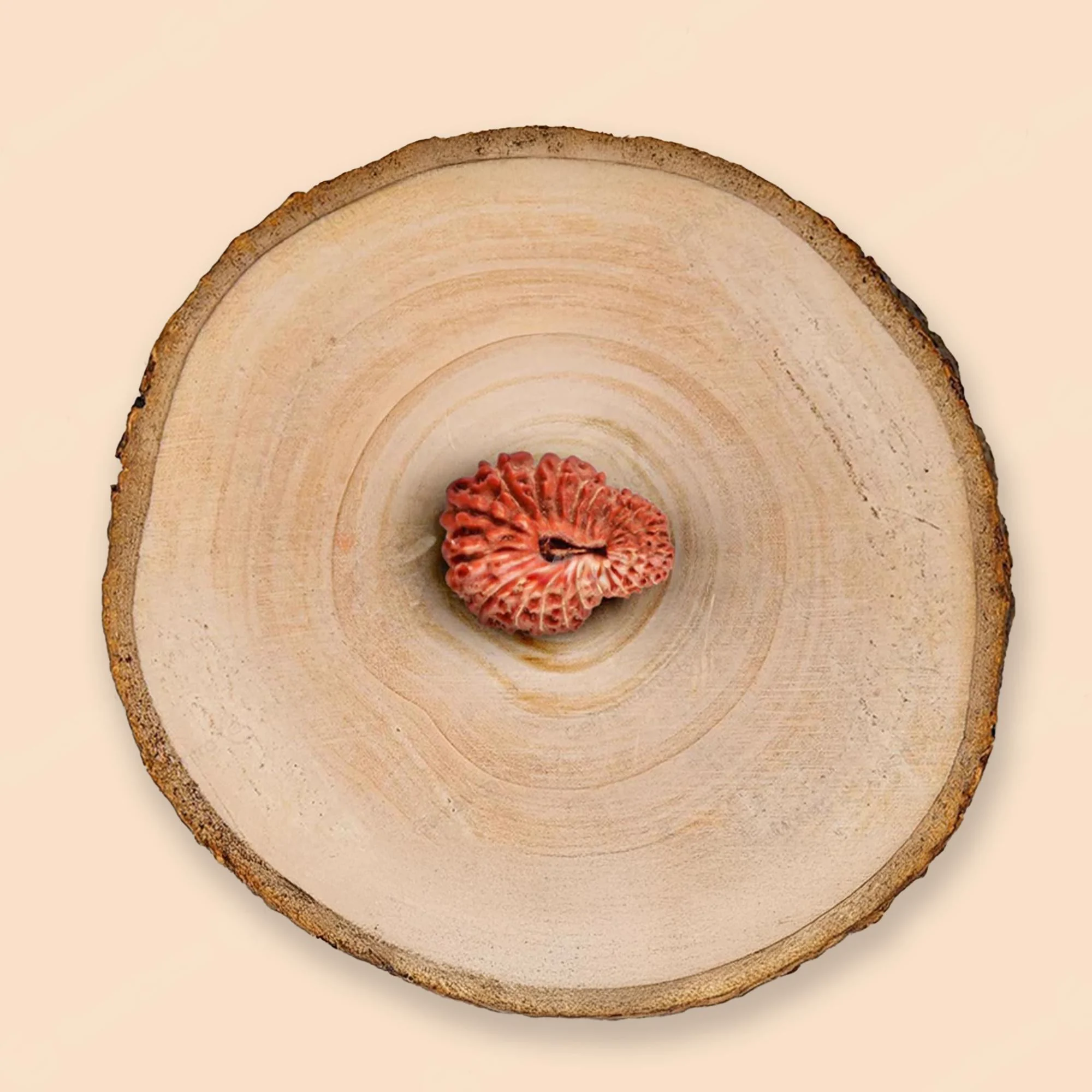 22 Mukhi Rudraksha – Original Indonesian (Java) Collector Bead