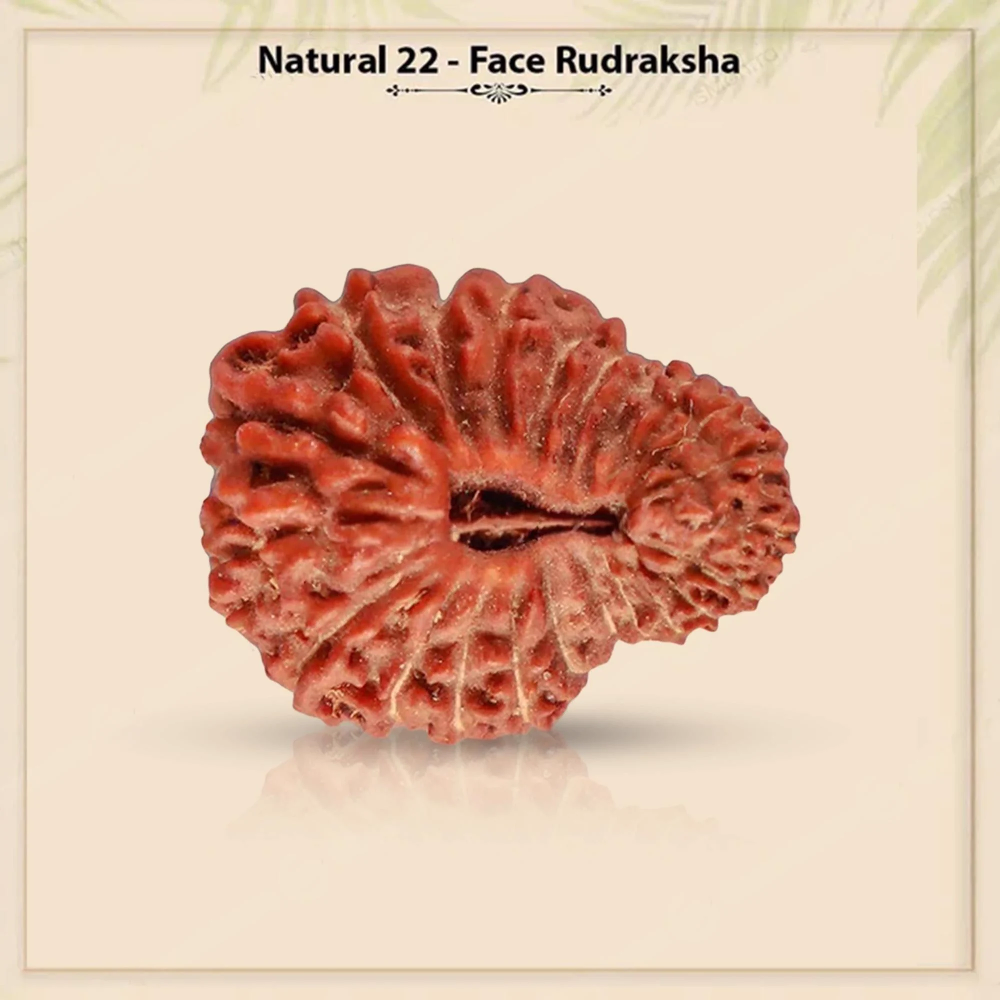 22 Mukhi Rudraksha – Original Indonesian (Java) Collector Bead — Indonesia photo 5