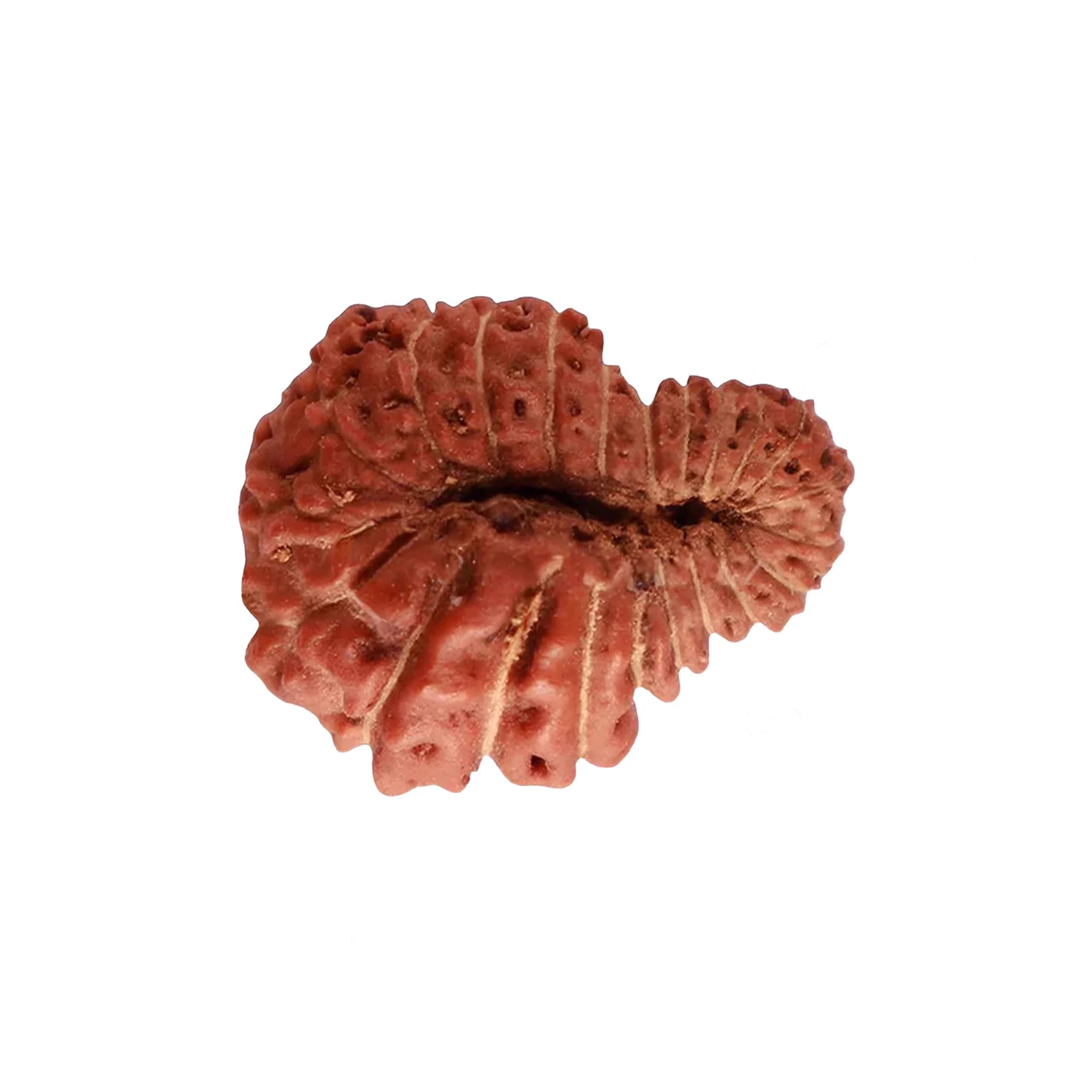 22 Mukhi Rudraksha – Original Indonesian (Java) Collector Bead — Indonesia photo 3