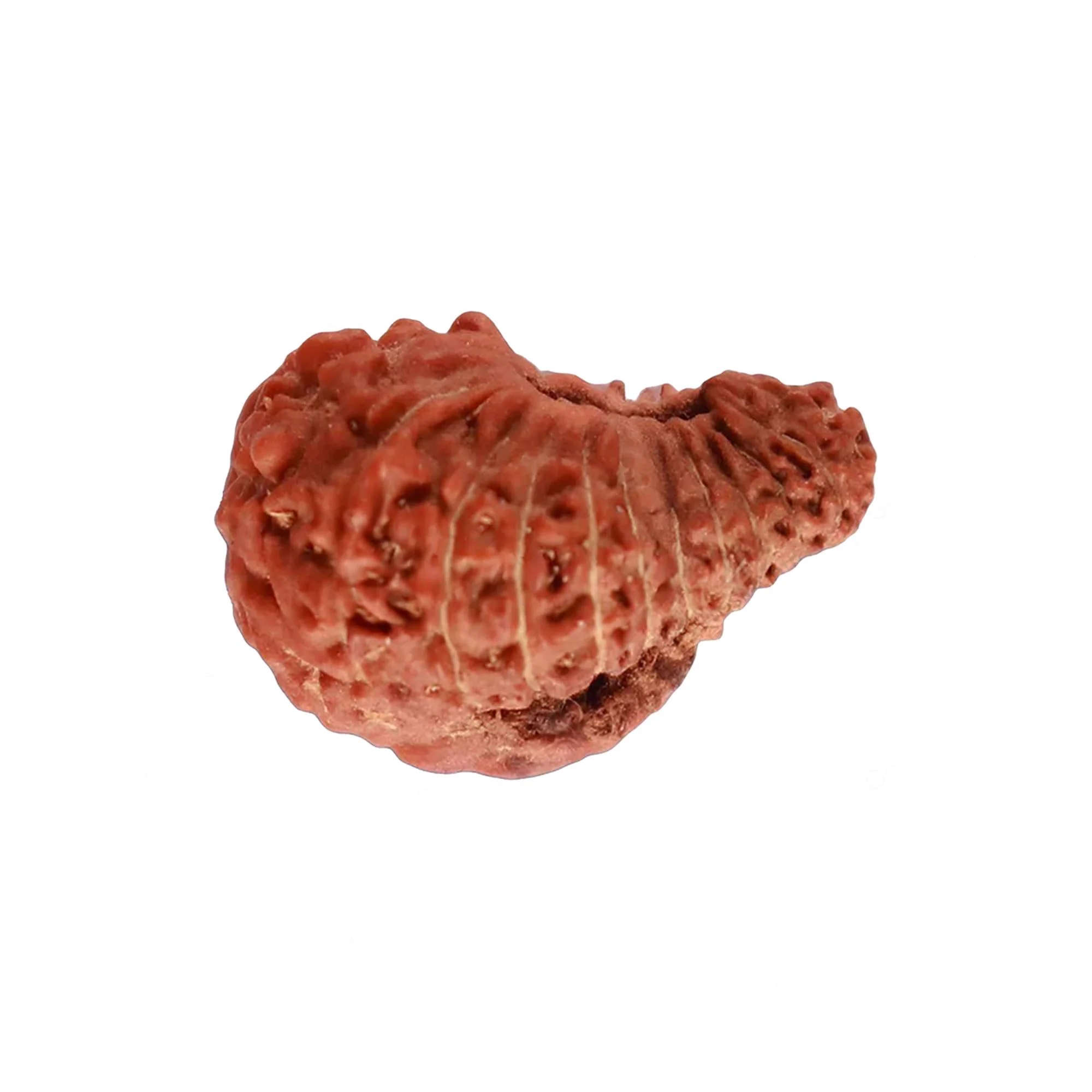 22 Mukhi Rudraksha – Original Indonesian (Java) Collector Bead — Indonesia photo 4