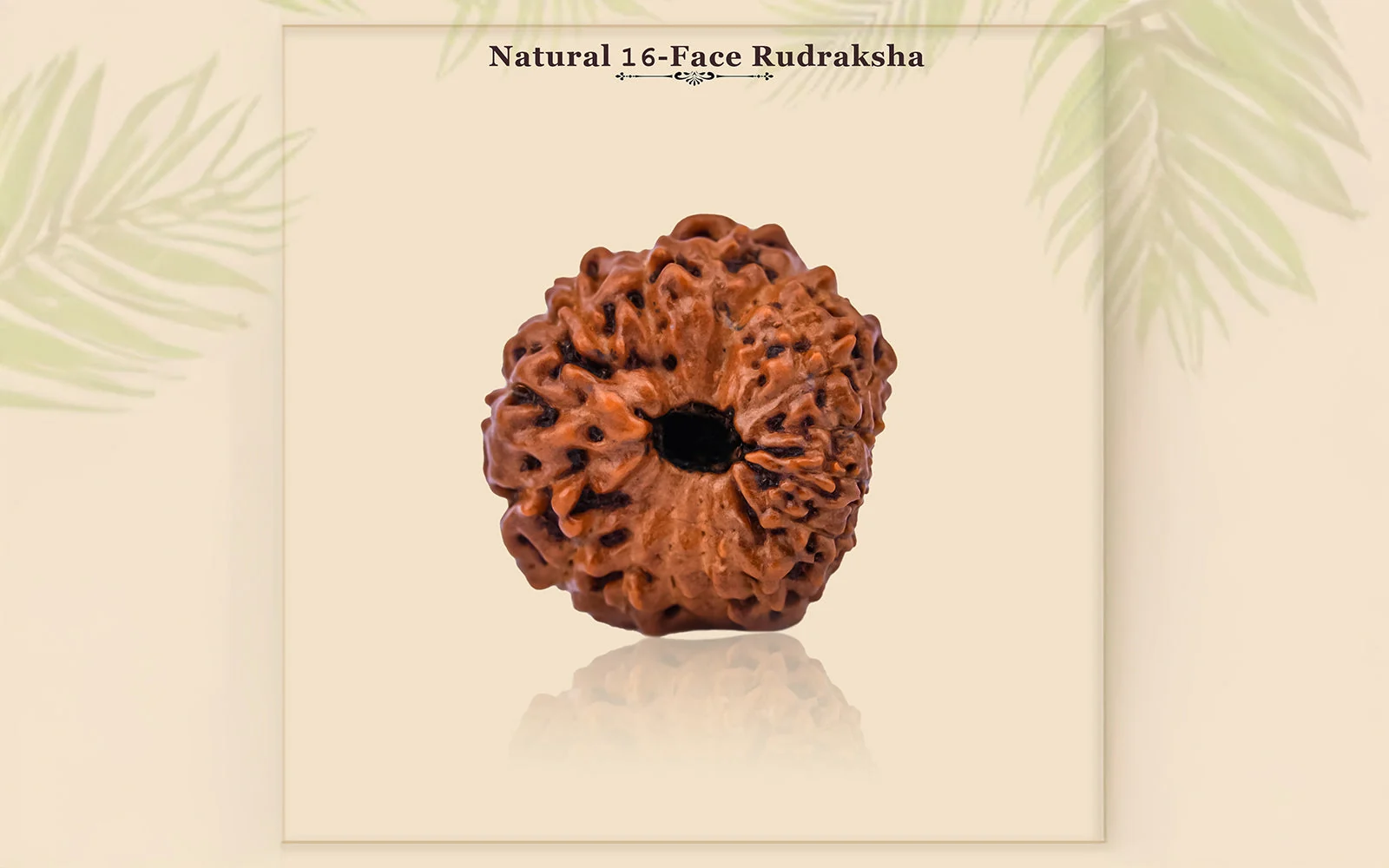 16 Mukhi Rudraksha – Original Indonesian (Java) Collector Bead — Indonesia photo 6