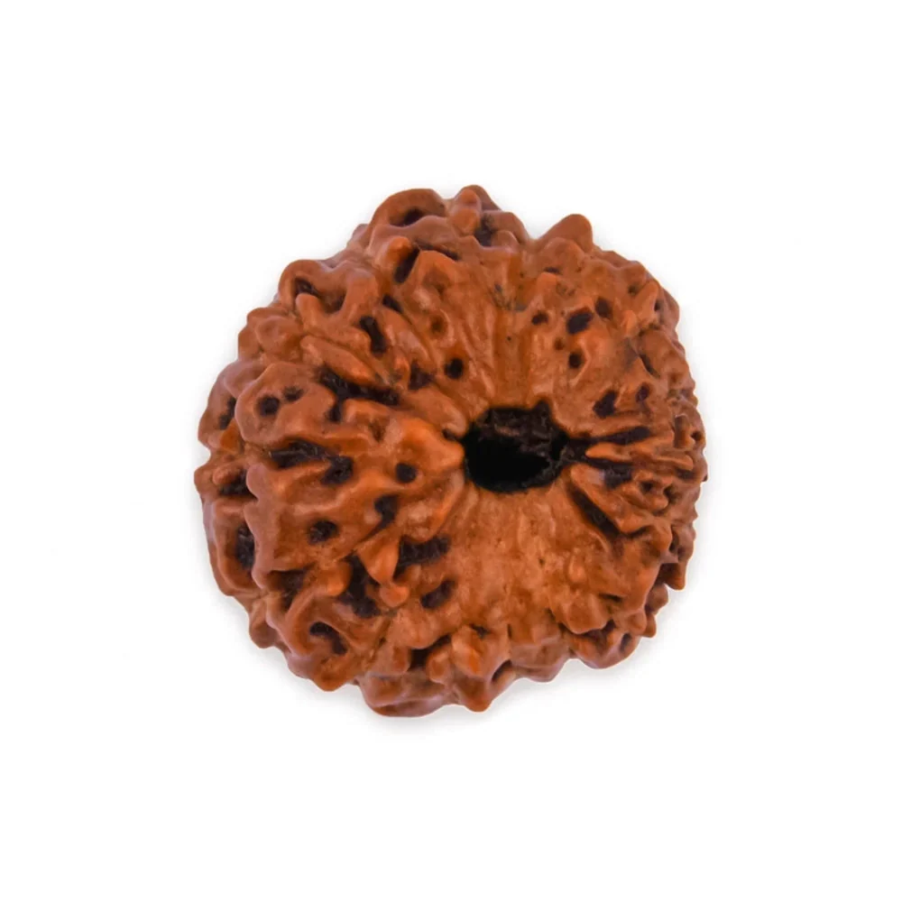 16 Mukhi Rudraksha – Original Indonesian (Java) Collector Bead — Indonesia photo 2