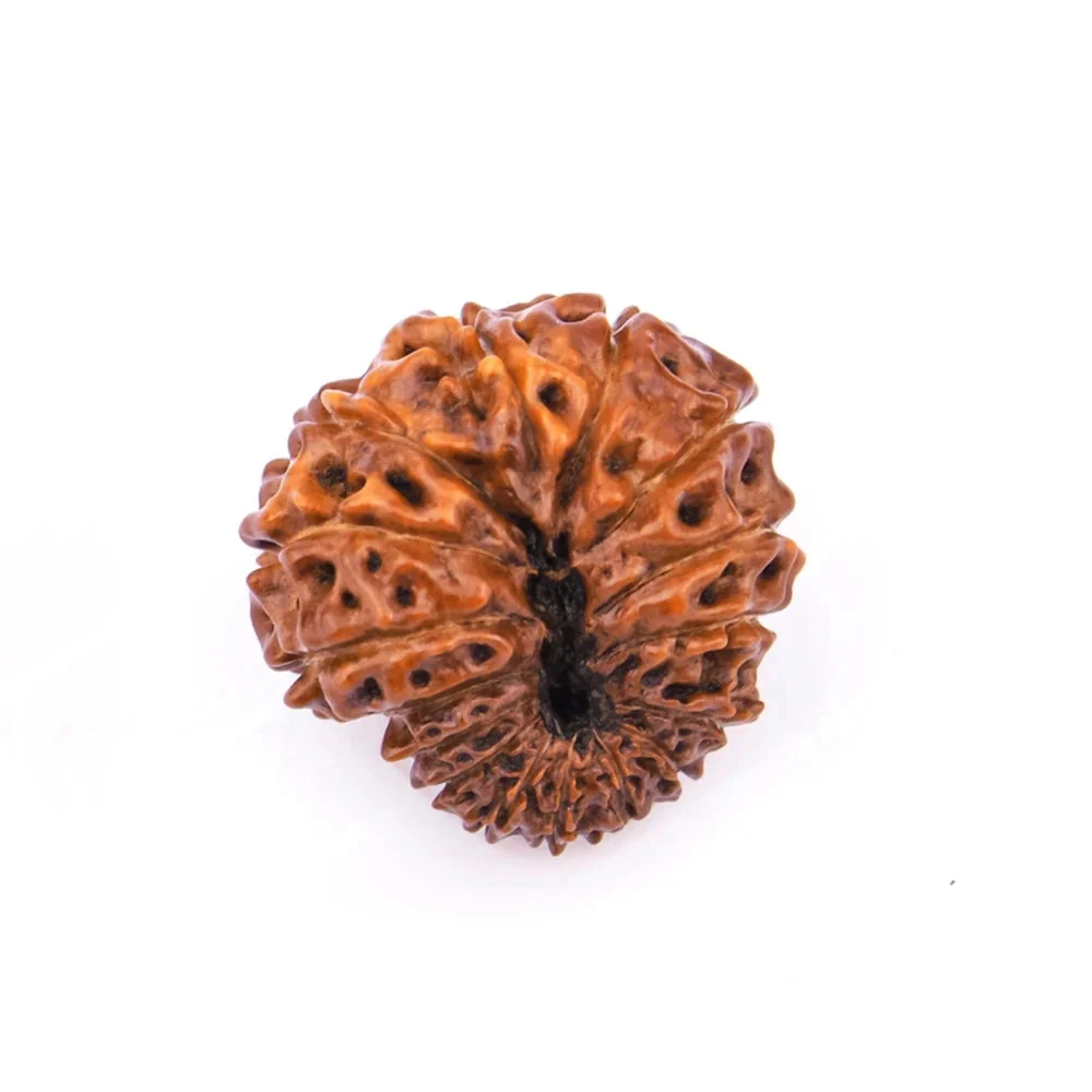 16 Mukhi Rudraksha – Original Indonesian (Java) Collector Bead — Indonesia photo 4